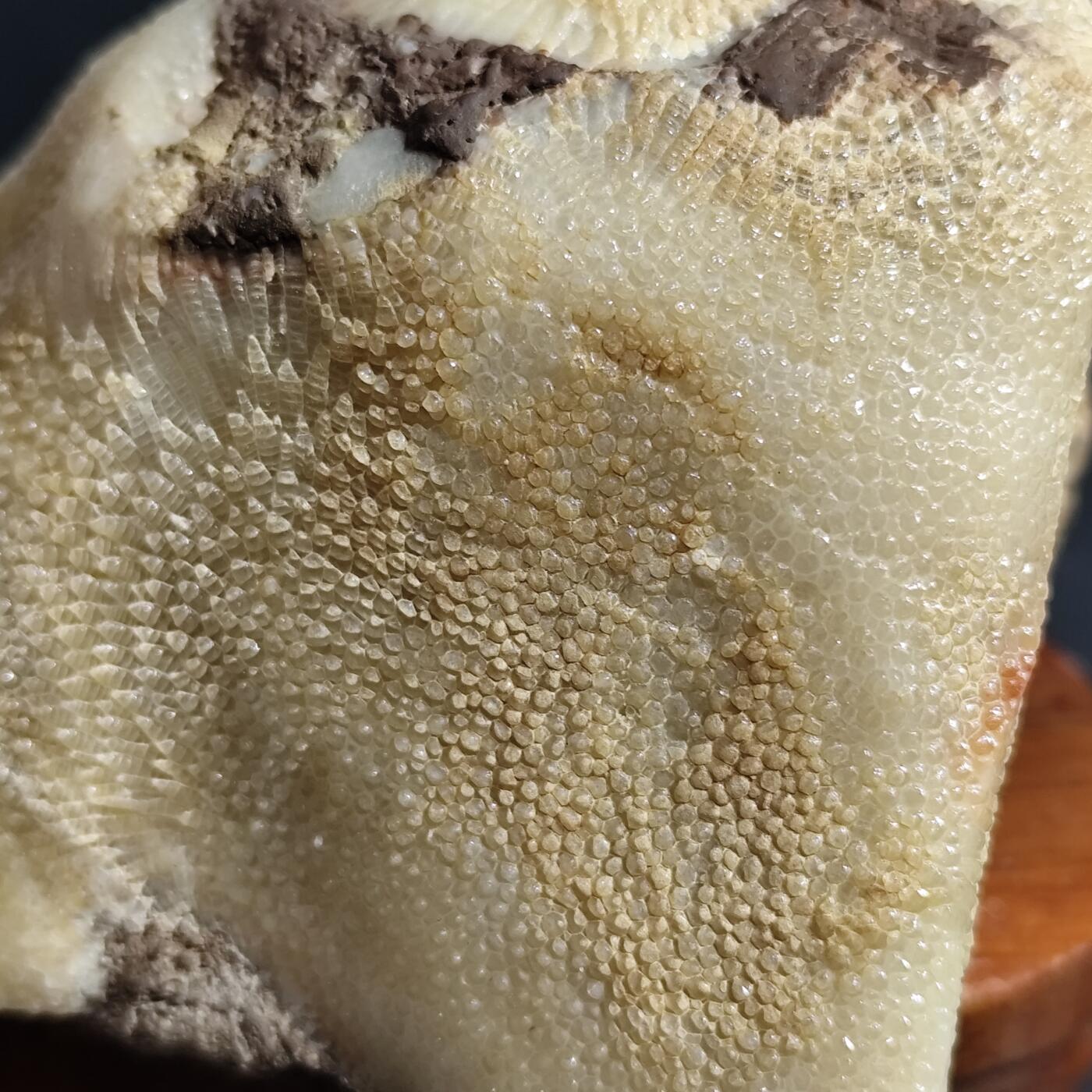 希腊罗马丝路打制币化石【中外钱币放漏】专场！陆小鱼的钱币仓，限时拍卖第080场 4.5亿年前奥陶纪时期海洋古生物化石标本600g