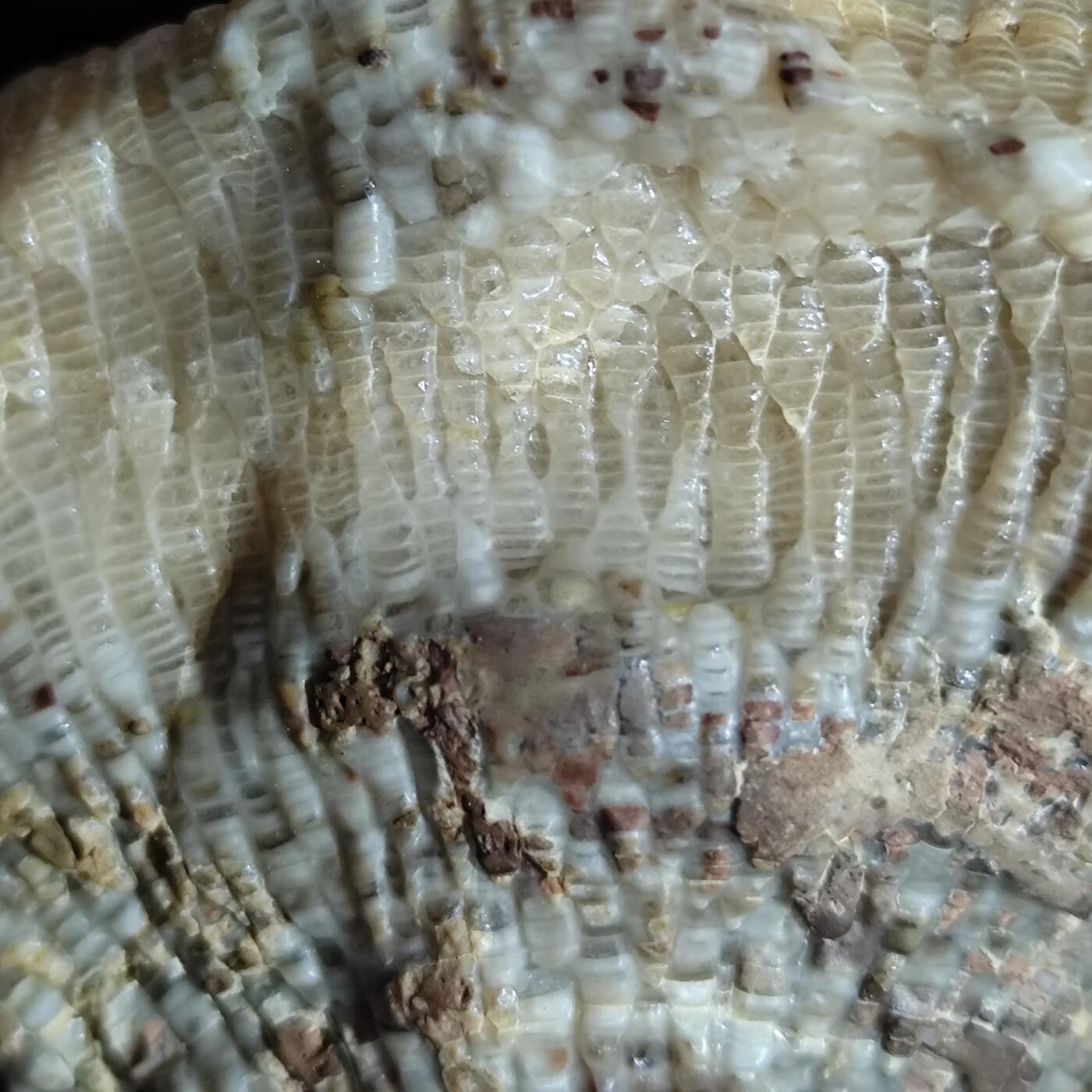 希腊罗马丝路打制币化石【中外钱币放漏】专场！陆小鱼的钱币仓，限时拍卖第080场 层次分明纹路清晰的珊瑚化石 已经完全玉化 4.5亿年前奥陶纪时期海洋古生物化石标本243g