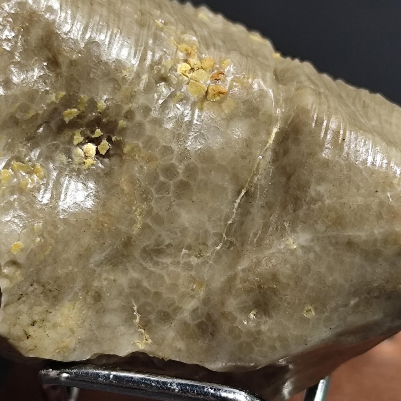 希腊罗马丝路打制币化石【中外钱币放漏】专场！陆小鱼的钱币仓，限时拍卖第080场 4.5亿年前奥陶纪时期海洋古生物化石标本136g