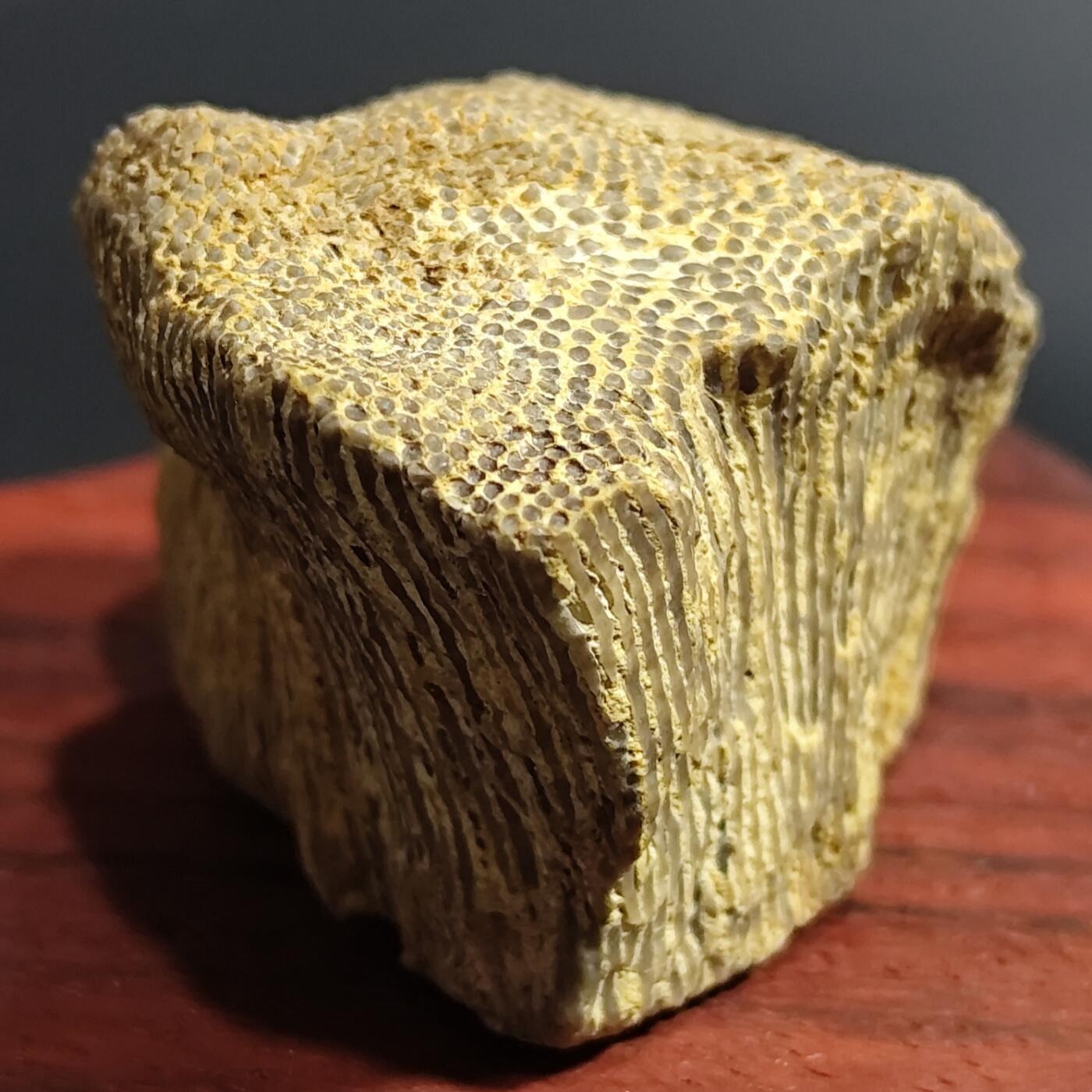 希腊罗马丝路打制币化石【中外钱币放漏】专场！陆小鱼的钱币仓，限时拍卖第080场 4.5亿年前奥陶纪时期海洋古生物化石标本109g