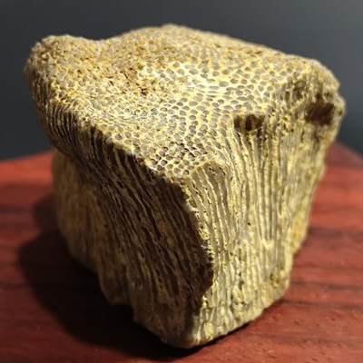 跨年专场希腊罗马丝路打制币化石【中外钱币放漏】专场！陆小鱼的钱币仓，限时拍卖第080场 - 紫金玉针型珊瑚化石 生物纹路呈一根根金针形制 4.5亿年前奥陶纪时期海洋古生物化石标本109g