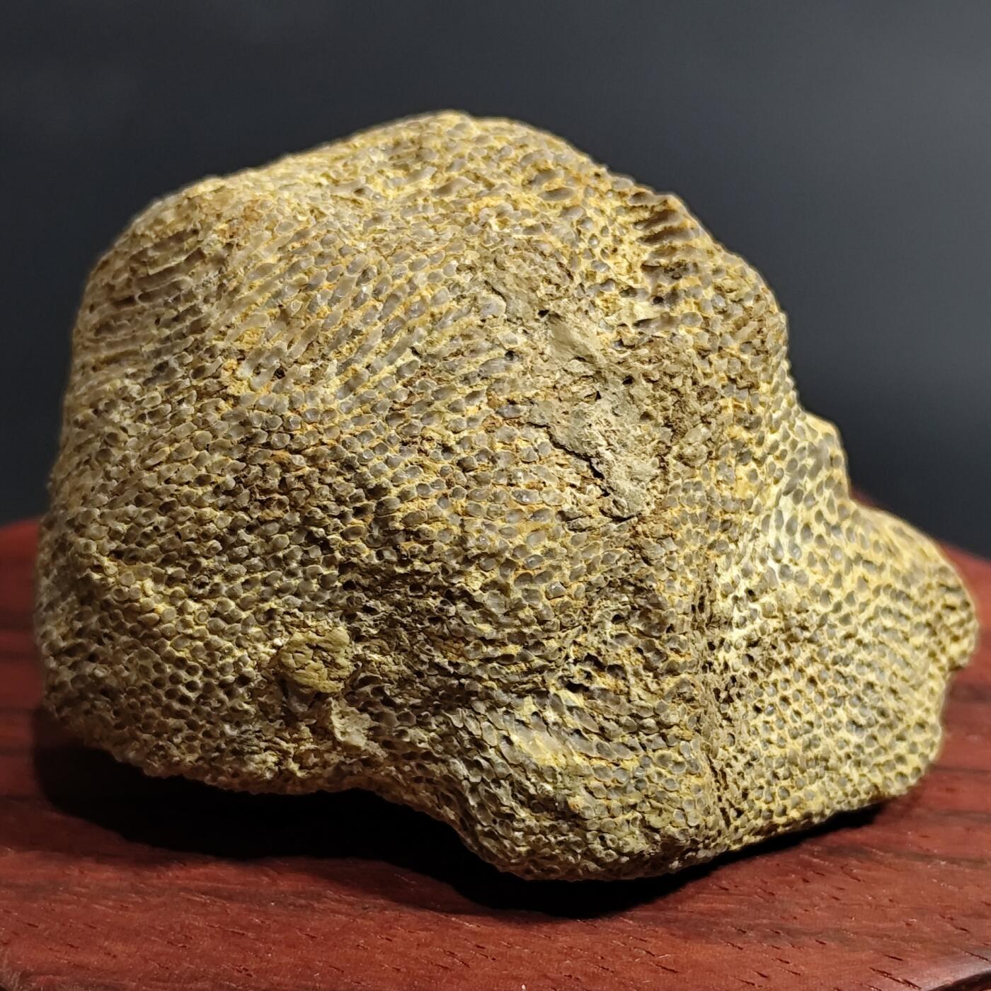 希腊罗马丝路打制币化石【中外钱币放漏】专场！陆小鱼的钱币仓，限时拍卖第080场 4.5亿年前奥陶纪时期海洋古生物化石标本109g