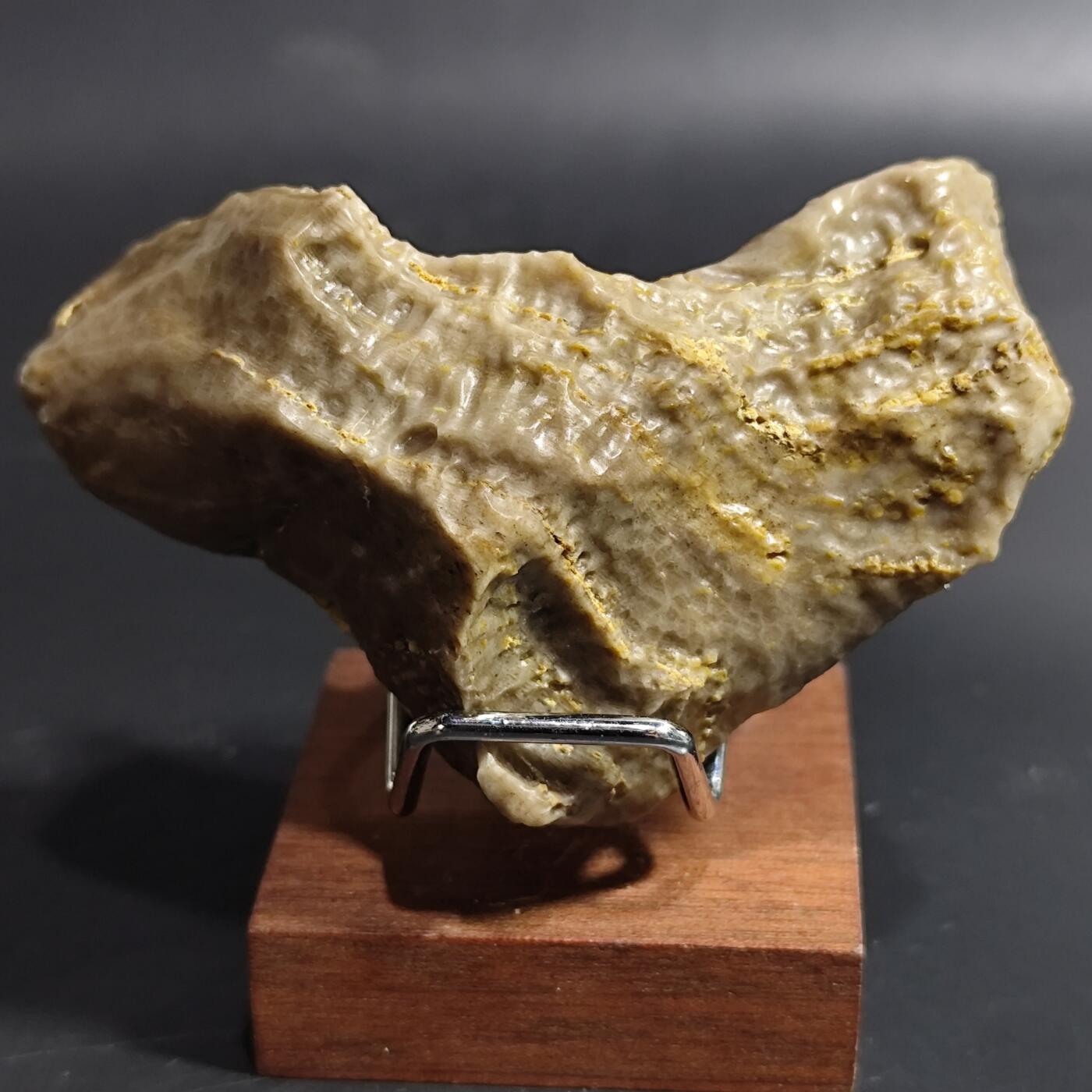 希腊罗马丝路打制币化石【中外钱币放漏】专场！陆小鱼的钱币仓，限时拍卖第080场 4.5亿年前奥陶纪时期海洋古生物化石标本136g