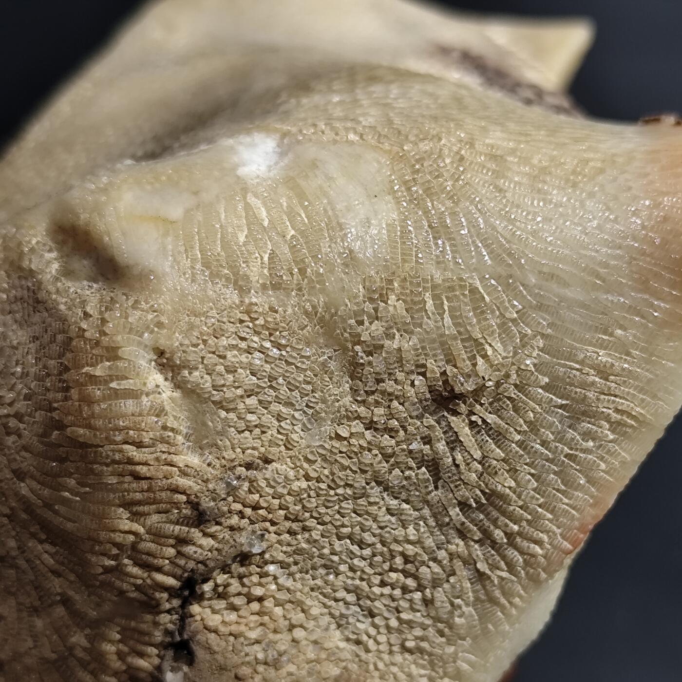 希腊罗马丝路打制币化石【中外钱币放漏】专场！陆小鱼的钱币仓，限时拍卖第080场 4.5亿年前奥陶纪时期海洋古生物化石标本600g