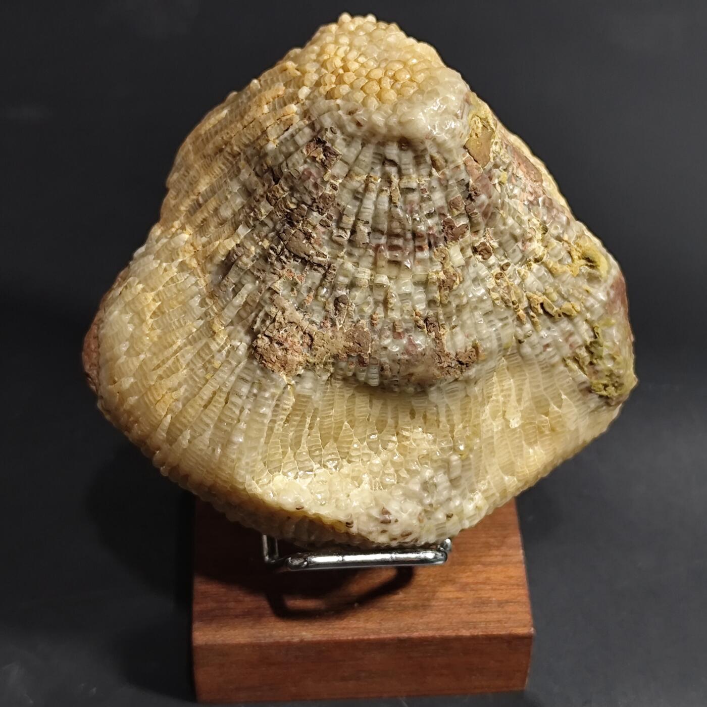 希腊罗马丝路打制币化石【中外钱币放漏】专场！陆小鱼的钱币仓，限时拍卖第080场 层次分明纹路清晰的珊瑚化石 已经完全玉化 4.5亿年前奥陶纪时期海洋古生物化石标本243g