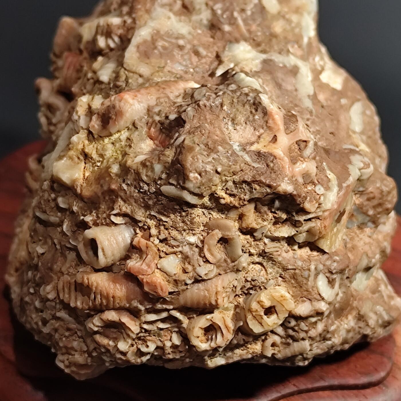 希腊罗马丝路打制币化石【中外钱币放漏】专场！陆小鱼的钱币仓，限时拍卖第080场 4.5亿年前奥陶纪时期海洋古生物化石标本355g