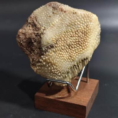 希腊罗马丝路打制币化石【中外钱币放漏】专场！陆小鱼的钱币仓，限时拍卖第080场 - 层次分明纹路清晰的珊瑚化石 已经完全玉化 4.5亿年前奥陶纪时期海洋古生物化石标本243g