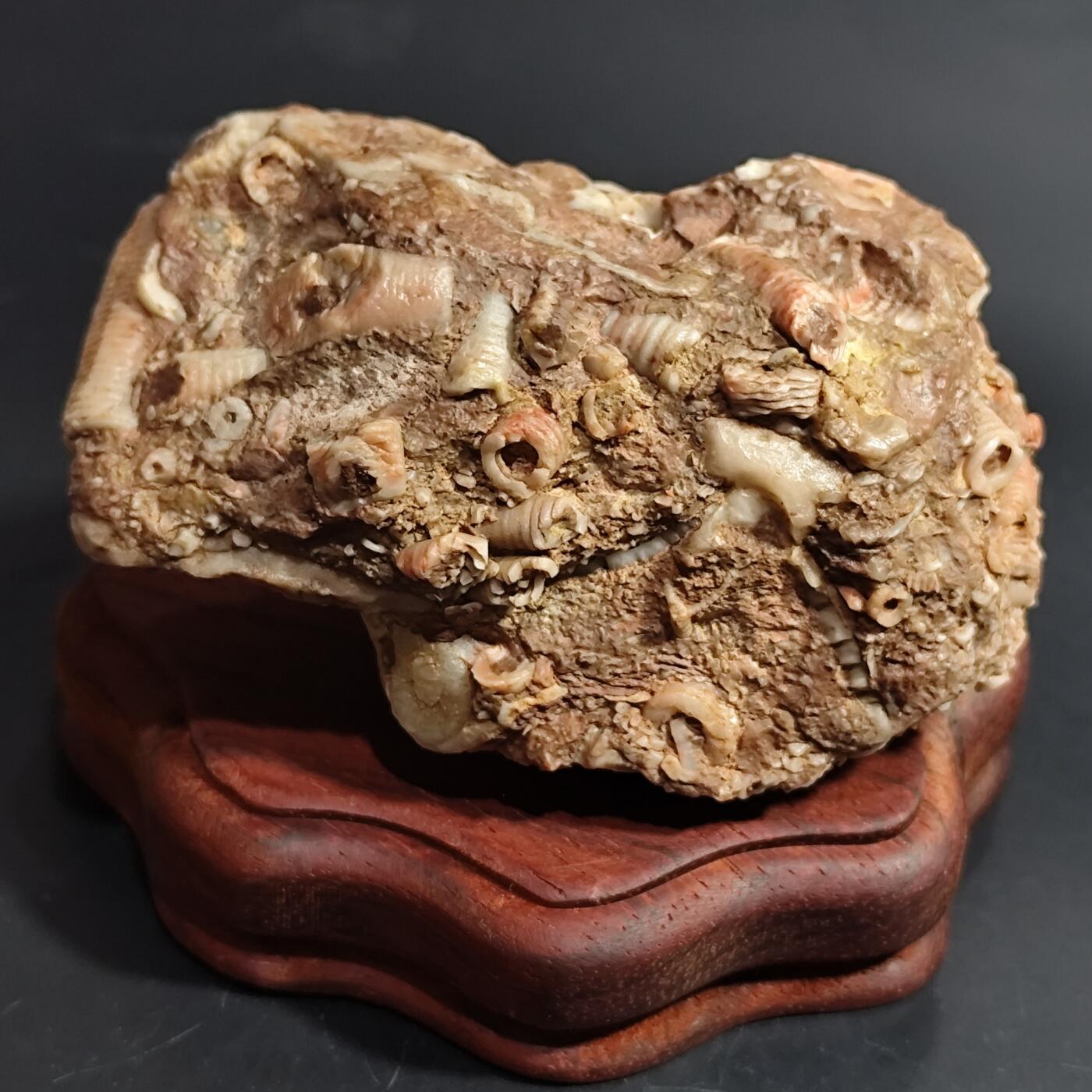 希腊罗马丝路打制币化石【中外钱币放漏】专场！陆小鱼的钱币仓，限时拍卖第080场 4.5亿年前奥陶纪时期海洋古生物化石标本355g