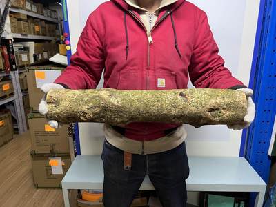 零元拍： 1222-1 金丝楠 原木 风水柱 横财（材）带皮， 尺寸：64/12/11/CM。 - 零元拍： 1222-1 金丝楠 原木 风水柱 横财（材）带皮， 尺寸：64/12/11/CM。