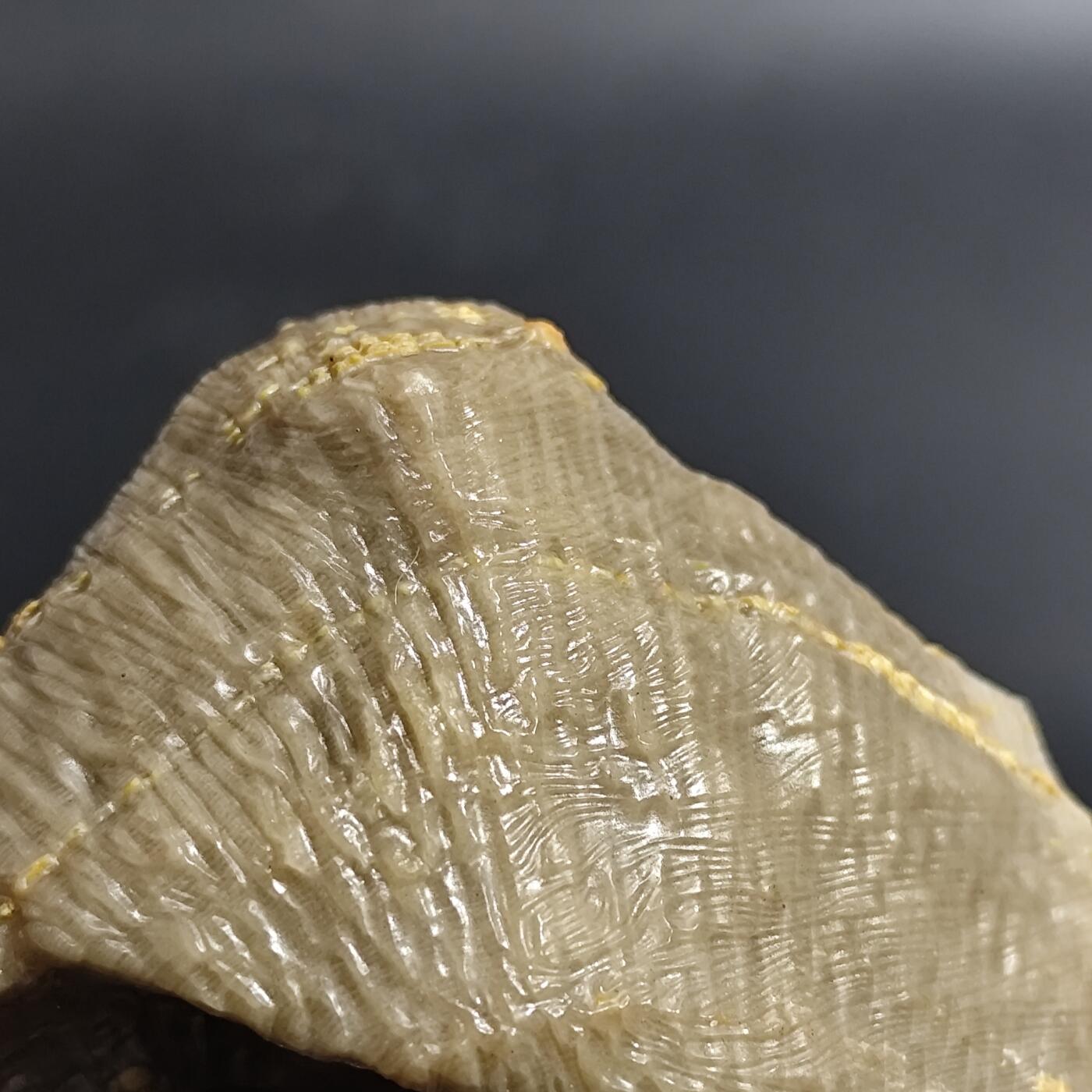 希腊罗马丝路打制币化石【中外钱币放漏】专场！陆小鱼的钱币仓，限时拍卖第080场 4.5亿年前奥陶纪时期海洋古生物化石标本136g