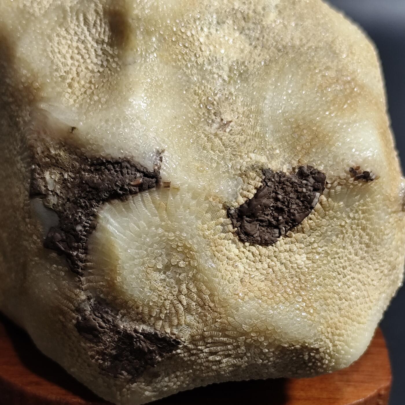 希腊罗马丝路打制币化石【中外钱币放漏】专场！陆小鱼的钱币仓，限时拍卖第080场 4.5亿年前奥陶纪时期海洋古生物化石标本600g