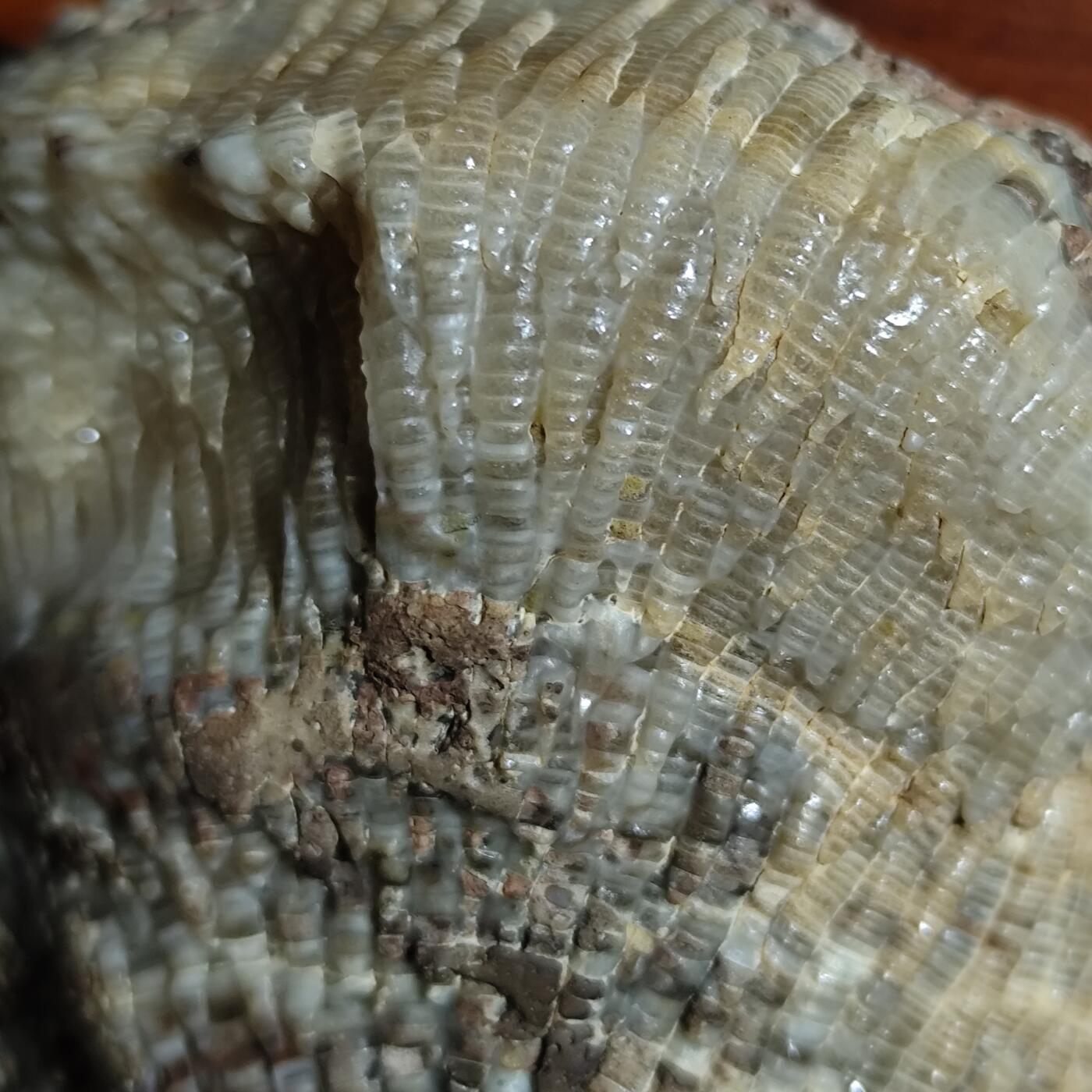 希腊罗马丝路打制币化石【中外钱币放漏】专场！陆小鱼的钱币仓，限时拍卖第080场 层次分明纹路清晰的珊瑚化石 已经完全玉化 4.5亿年前奥陶纪时期海洋古生物化石标本243g