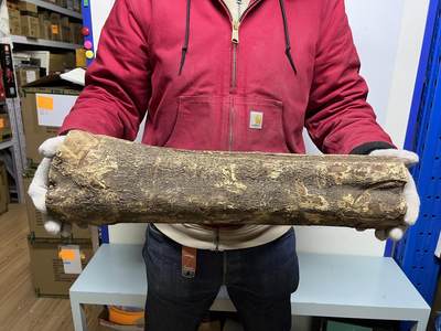 零元拍： 1222-2 金丝楠 原木 风水柱 横财（材）带皮， 尺寸：56/16/13/13/CM。 - 零元拍： 1222-2 金丝楠 原木 风水柱 横财（材）带皮， 尺寸：56/16/13/13/CM。