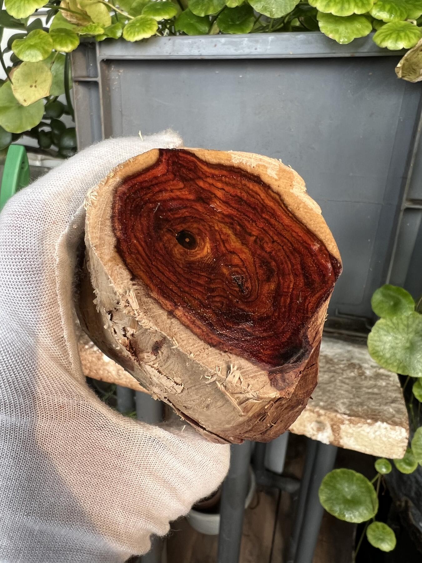 零元拍：  1688/6 海南黄花梨原料。因为料子不规则，尺寸为大约尺寸：113/54/60/52/48MM