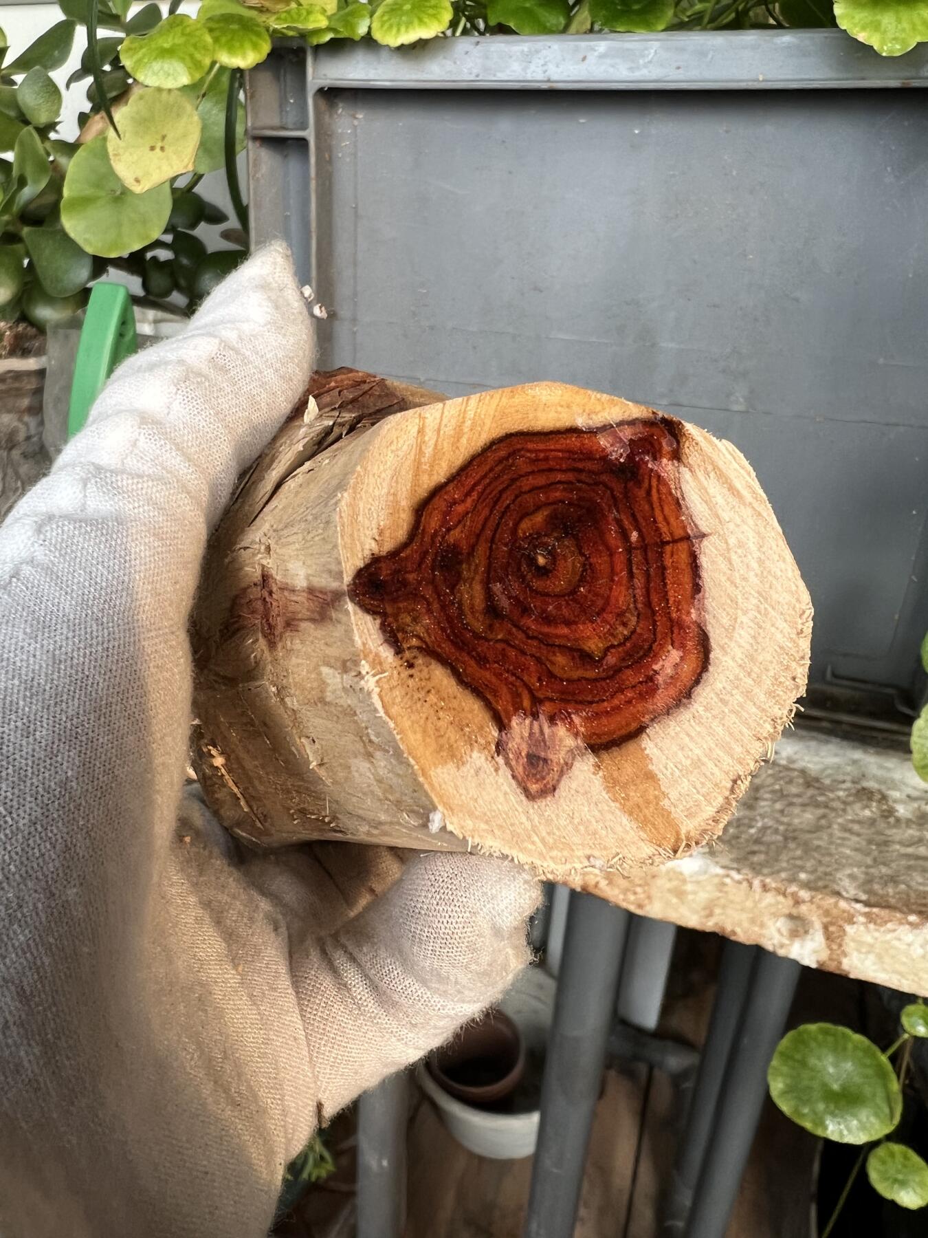 零元拍：  1688/6 海南黄花梨原料。因为料子不规则，尺寸为大约尺寸：113/54/60/52/48MM