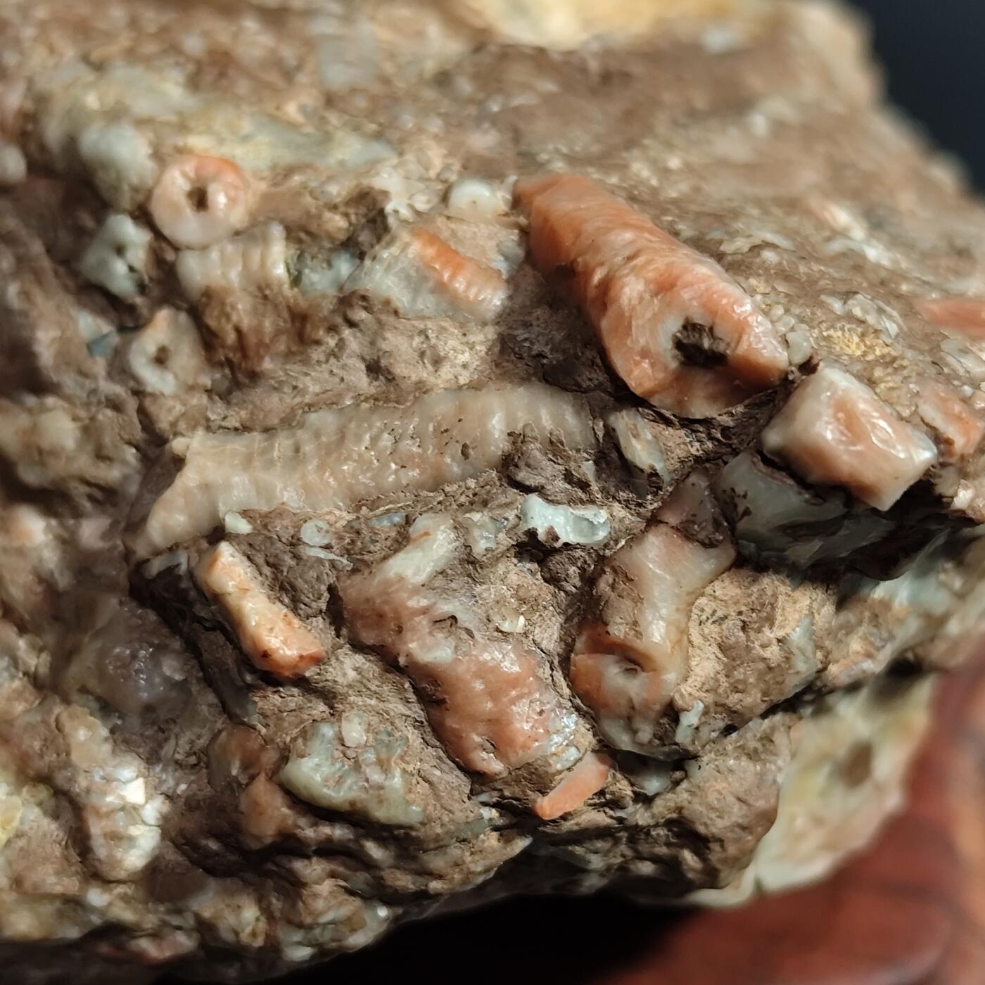 希腊罗马丝路打制币化石【中外钱币放漏】专场！陆小鱼的钱币仓，限时拍卖第080场 4.5亿年前奥陶纪时期海洋古生物化石标本355g