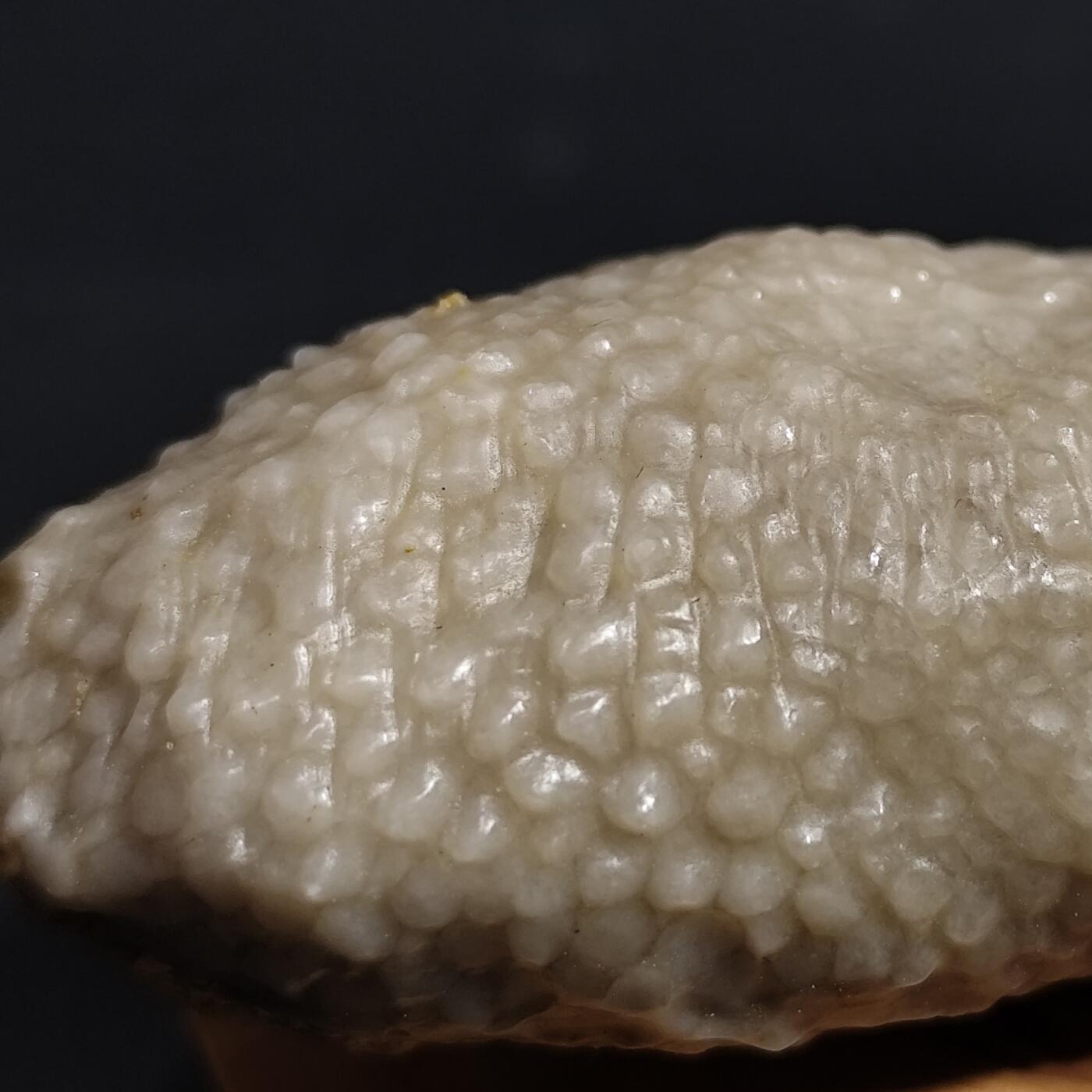 希腊罗马丝路打制币化石【中外钱币放漏】专场！陆小鱼的钱币仓，限时拍卖第080场 4.5亿年前奥陶纪时期海洋古生物化石标本49g