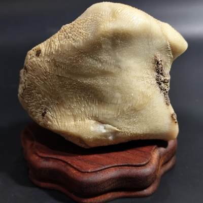 跨年专场希腊罗马丝路打制币化石【中外钱币放漏】专场！陆小鱼的钱币仓，限时拍卖第080场 - 全玉化乳白色珊瑚虫化石 纹路清晰 品相一流 生物状态保存非常完好 4.5亿年前奥陶纪时期海洋古生物化石标本600g