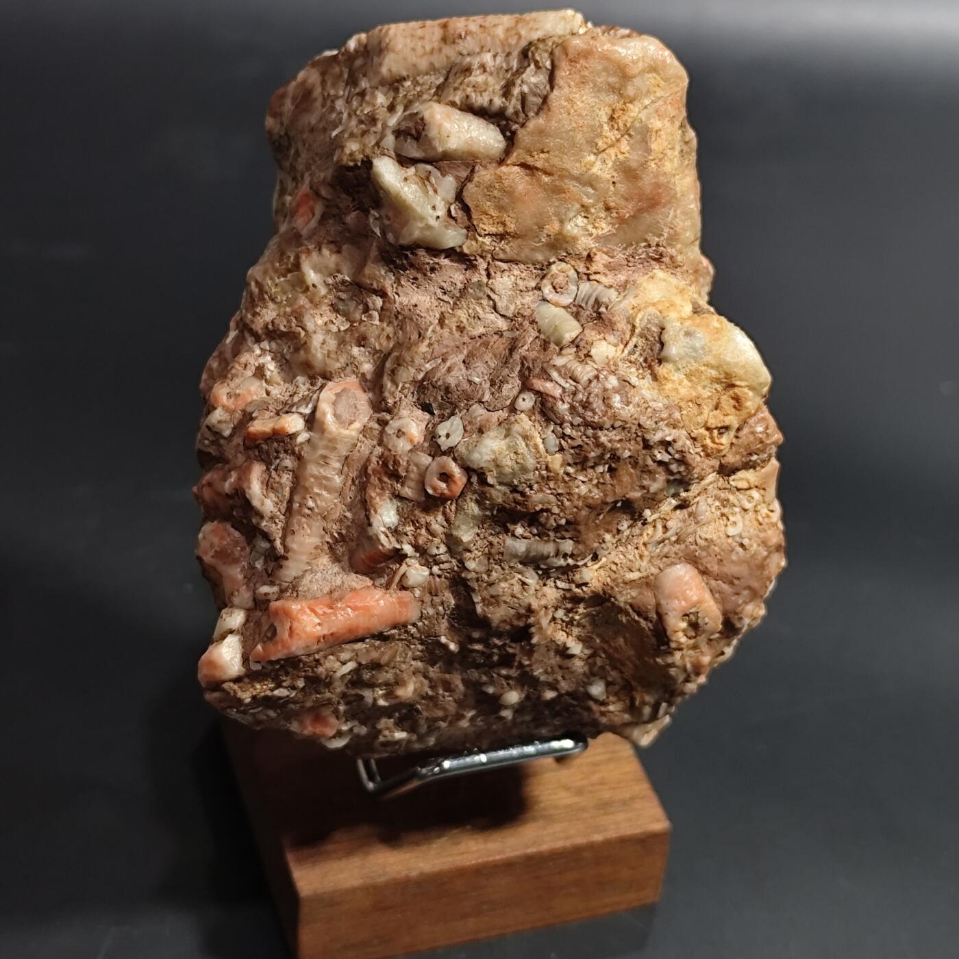 希腊罗马丝路打制币化石【中外钱币放漏】专场！陆小鱼的钱币仓，限时拍卖第080场 4.5亿年前奥陶纪时期海洋古生物化石标本355g