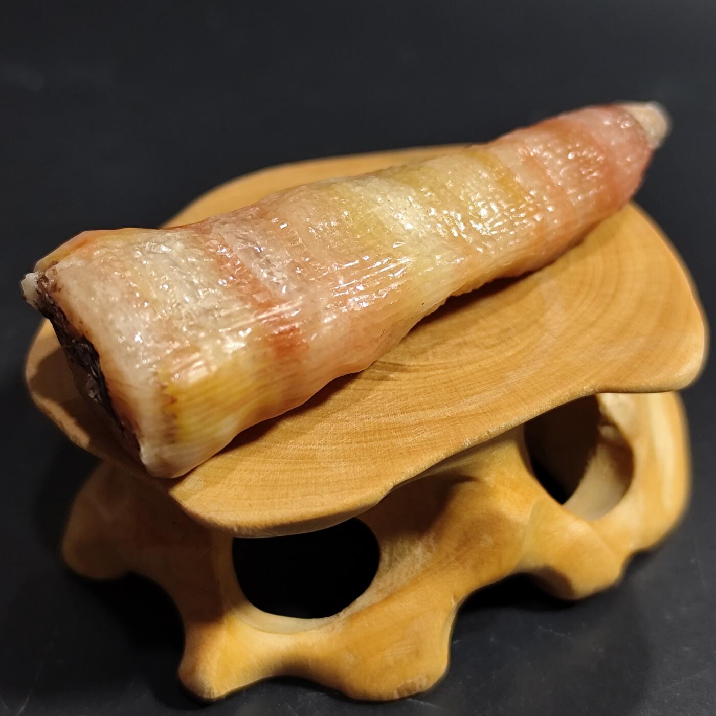 希腊罗马丝路打制币化石【中外钱币放漏】专场！陆小鱼的钱币仓，限时拍卖第080场 小精品 全玉化果冻料 彩色羊角单体珊瑚化石 4.5亿年前奥陶纪时期海洋古生物化石标本24g