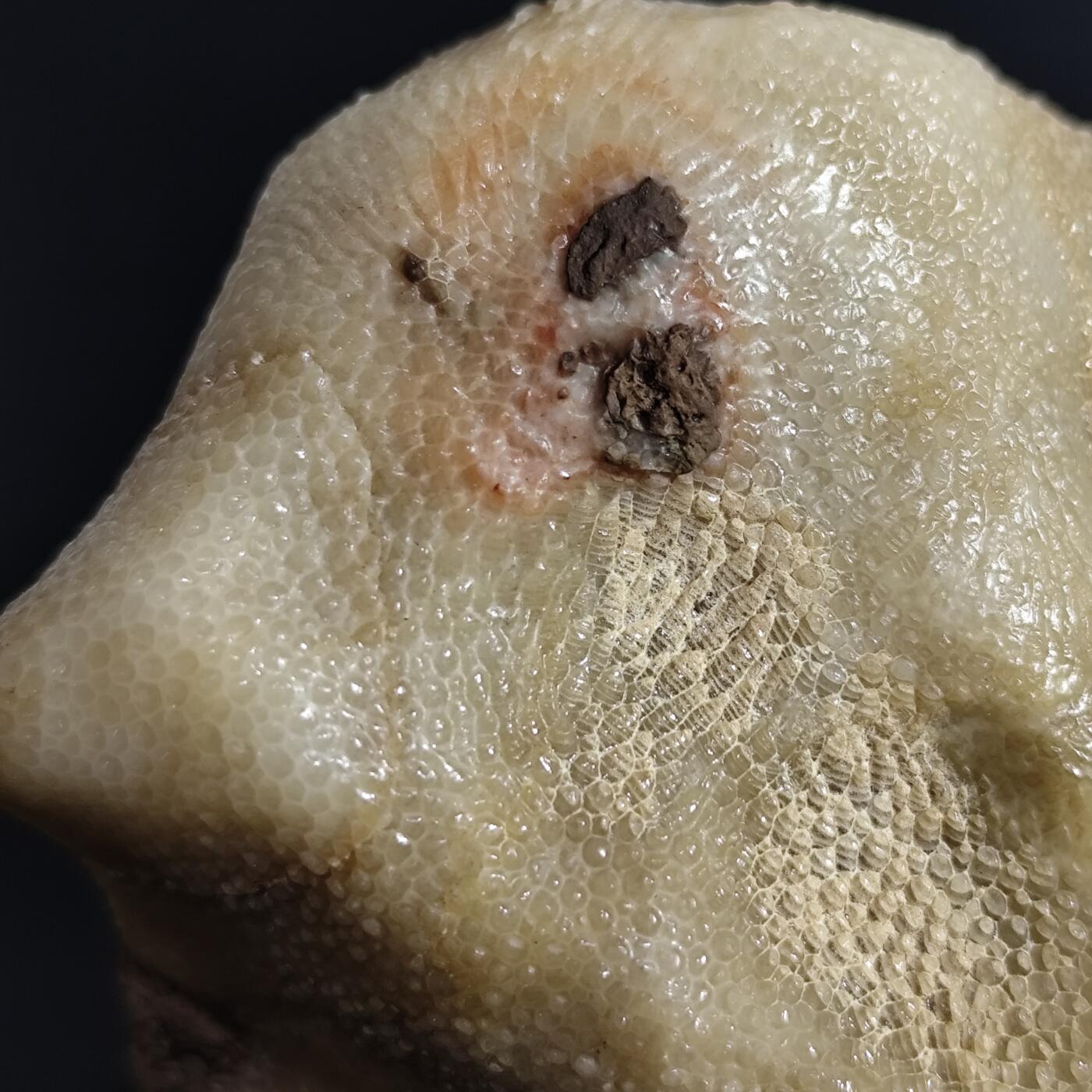 希腊罗马丝路打制币化石【中外钱币放漏】专场！陆小鱼的钱币仓，限时拍卖第080场 4.5亿年前奥陶纪时期海洋古生物化石标本600g