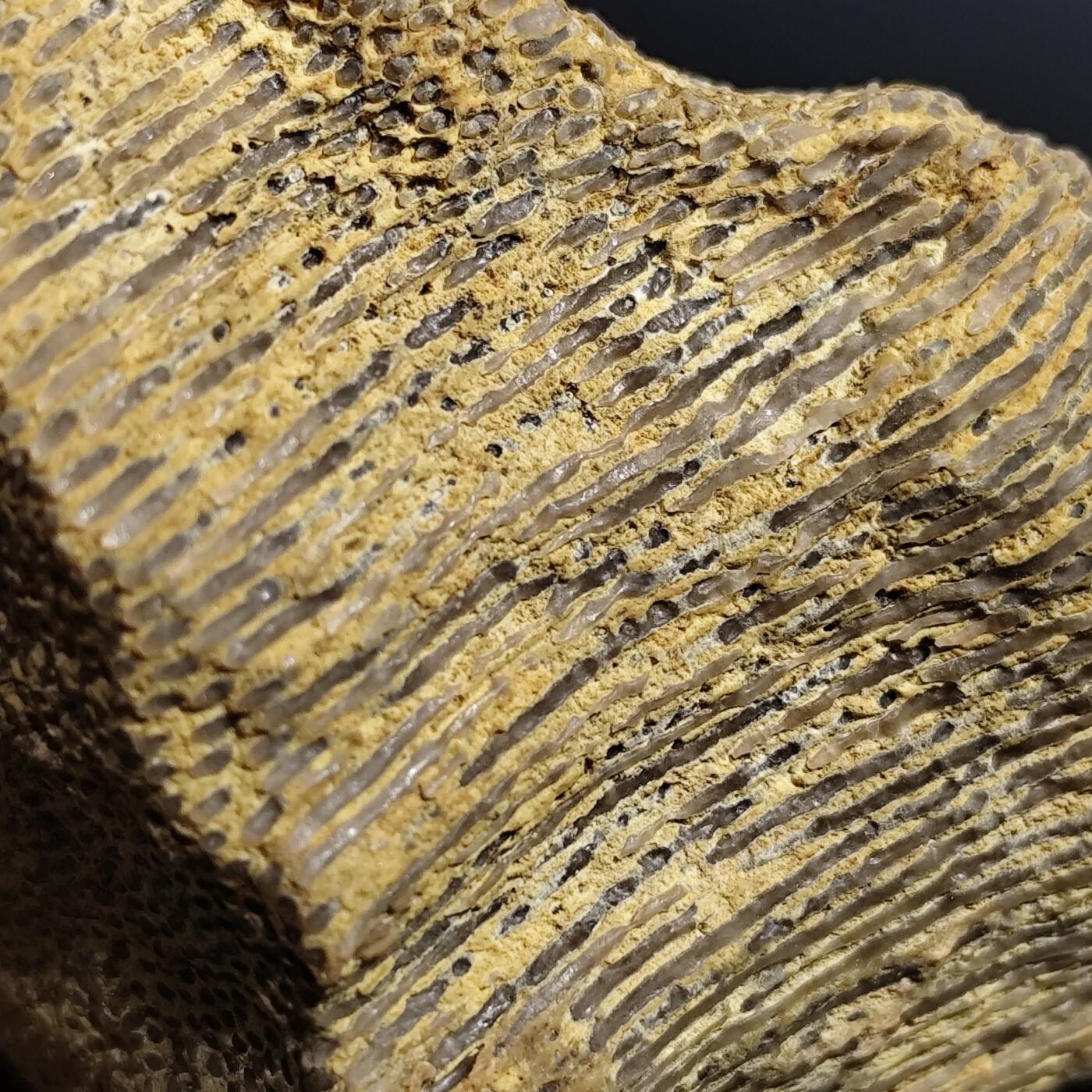 希腊罗马丝路打制币化石【中外钱币放漏】专场！陆小鱼的钱币仓，限时拍卖第080场 4.5亿年前奥陶纪时期海洋古生物化石标本109g