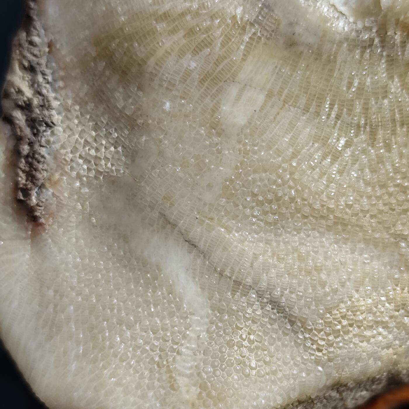 希腊罗马丝路打制币化石【中外钱币放漏】专场！陆小鱼的钱币仓，限时拍卖第080场 4.5亿年前奥陶纪时期海洋古生物化石标本600g