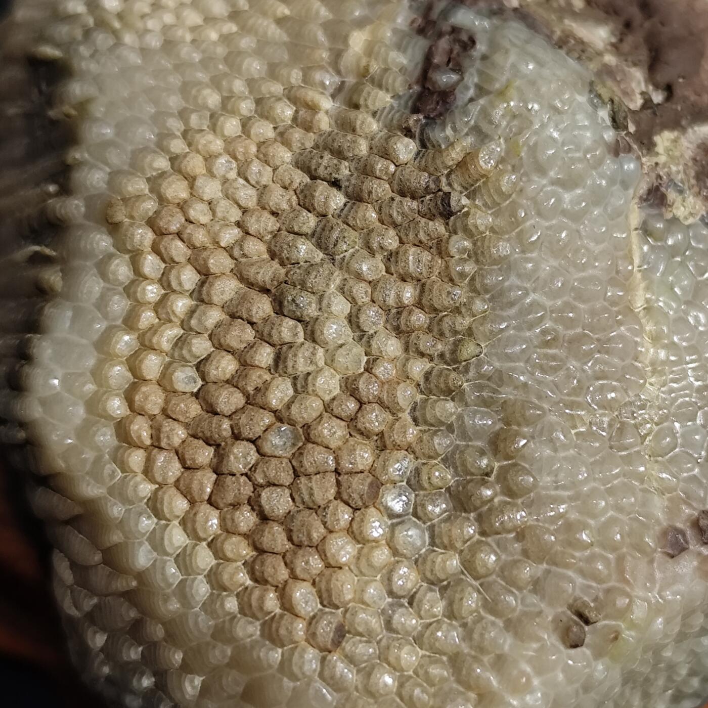 希腊罗马丝路打制币化石【中外钱币放漏】专场！陆小鱼的钱币仓，限时拍卖第080场 层次分明纹路清晰的珊瑚化石 已经完全玉化 4.5亿年前奥陶纪时期海洋古生物化石标本243g