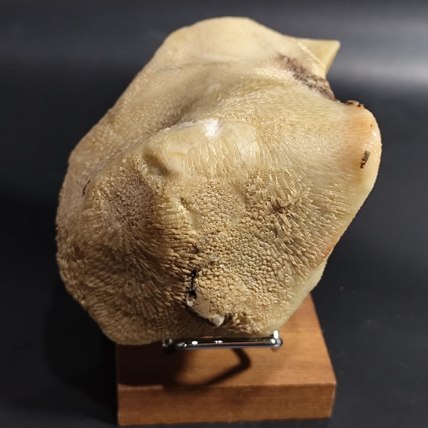 希腊罗马丝路打制币化石【中外钱币放漏】专场！陆小鱼的钱币仓，限时拍卖第080场 4.5亿年前奥陶纪时期海洋古生物化石标本600g