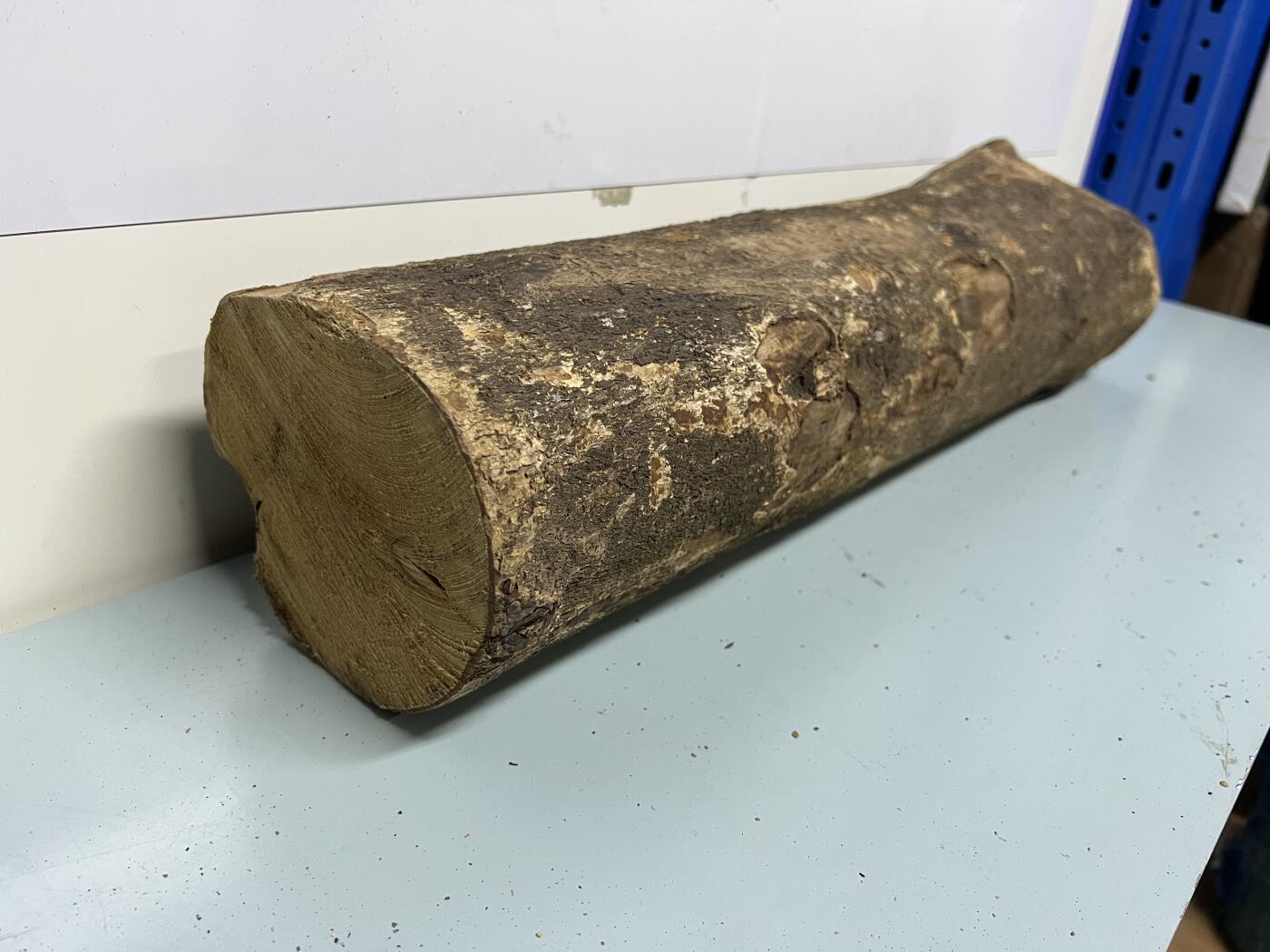 零元拍： 1222-2 金丝楠 原木 风水柱 横财（材）带皮， 尺寸：56/16/13/13/CM。