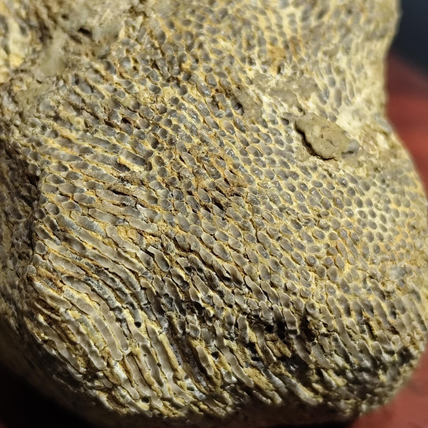 希腊罗马丝路打制币化石【中外钱币放漏】专场！陆小鱼的钱币仓，限时拍卖第080场 4.5亿年前奥陶纪时期海洋古生物化石标本109g