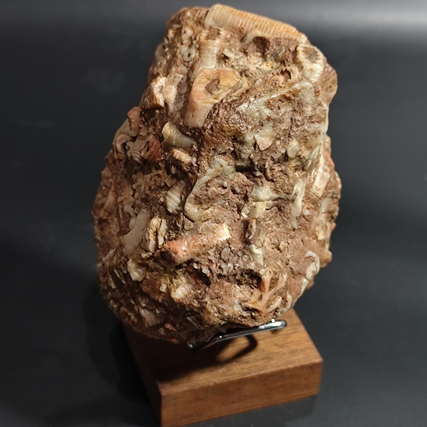 希腊罗马丝路打制币化石【中外钱币放漏】专场！陆小鱼的钱币仓，限时拍卖第080场 4.5亿年前奥陶纪时期海洋古生物化石标本355g