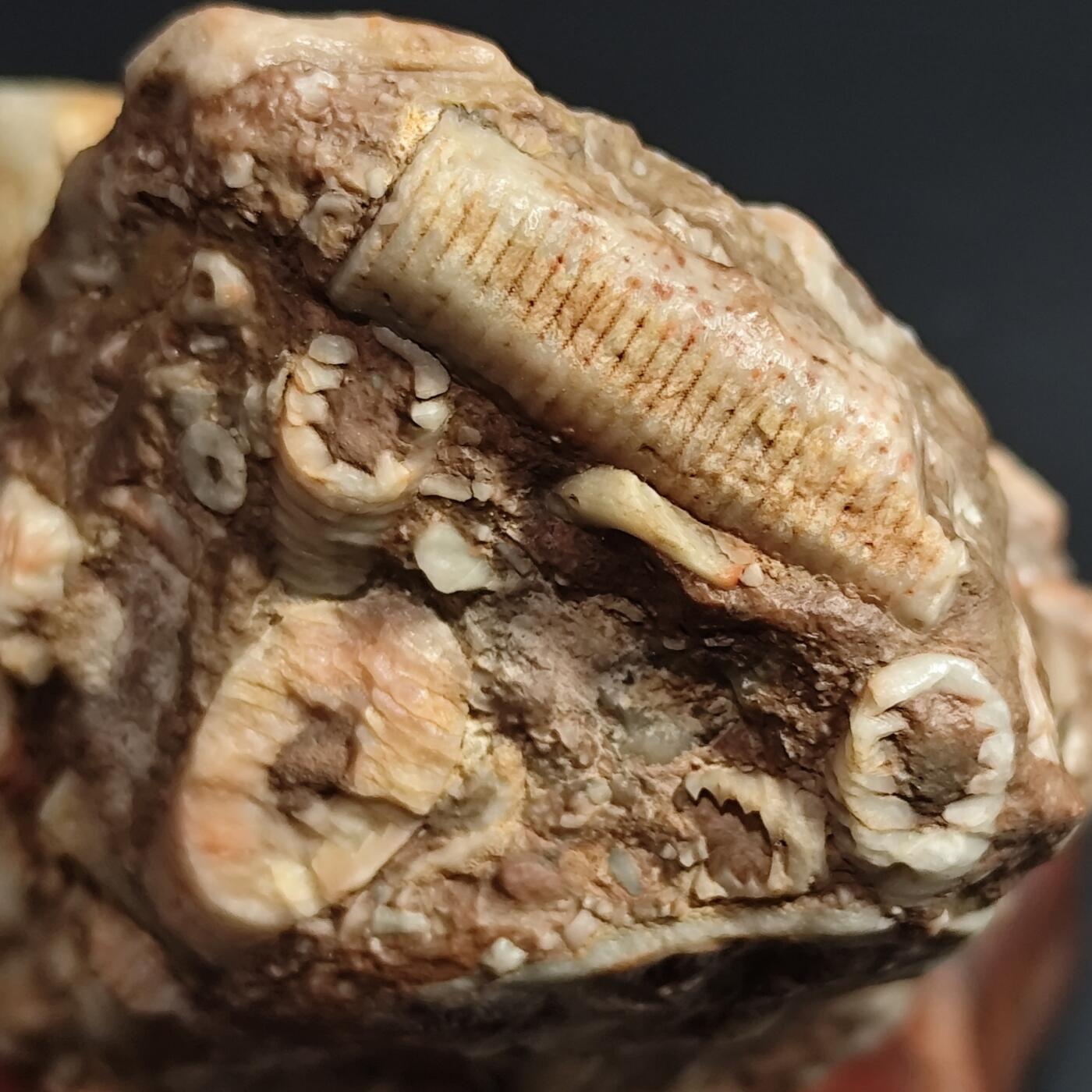 希腊罗马丝路打制币化石【中外钱币放漏】专场！陆小鱼的钱币仓，限时拍卖第080场 4.5亿年前奥陶纪时期海洋古生物化石标本355g