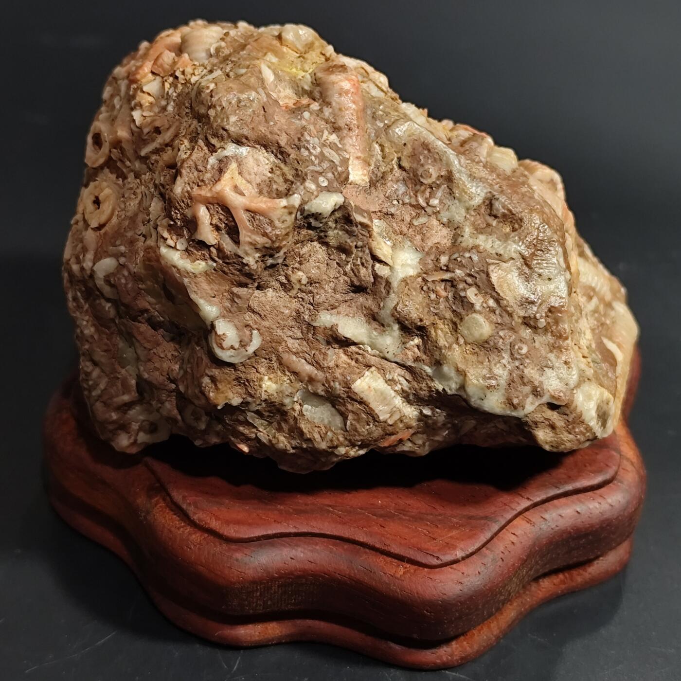 希腊罗马丝路打制币化石【中外钱币放漏】专场！陆小鱼的钱币仓，限时拍卖第080场 4.5亿年前奥陶纪时期海洋古生物化石标本355g