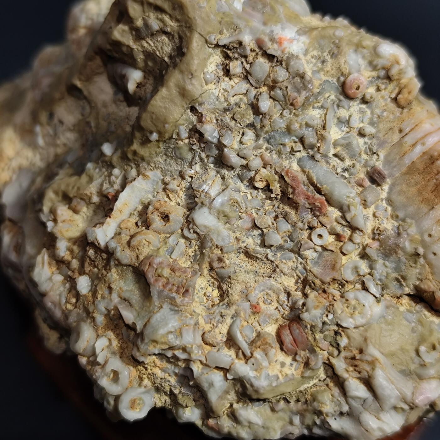 希腊罗马丝路打制币化石【中外钱币放漏】专场！陆小鱼的钱币仓，限时拍卖第080场 4.5亿年前奥陶纪时期海洋古生物化石标本278g