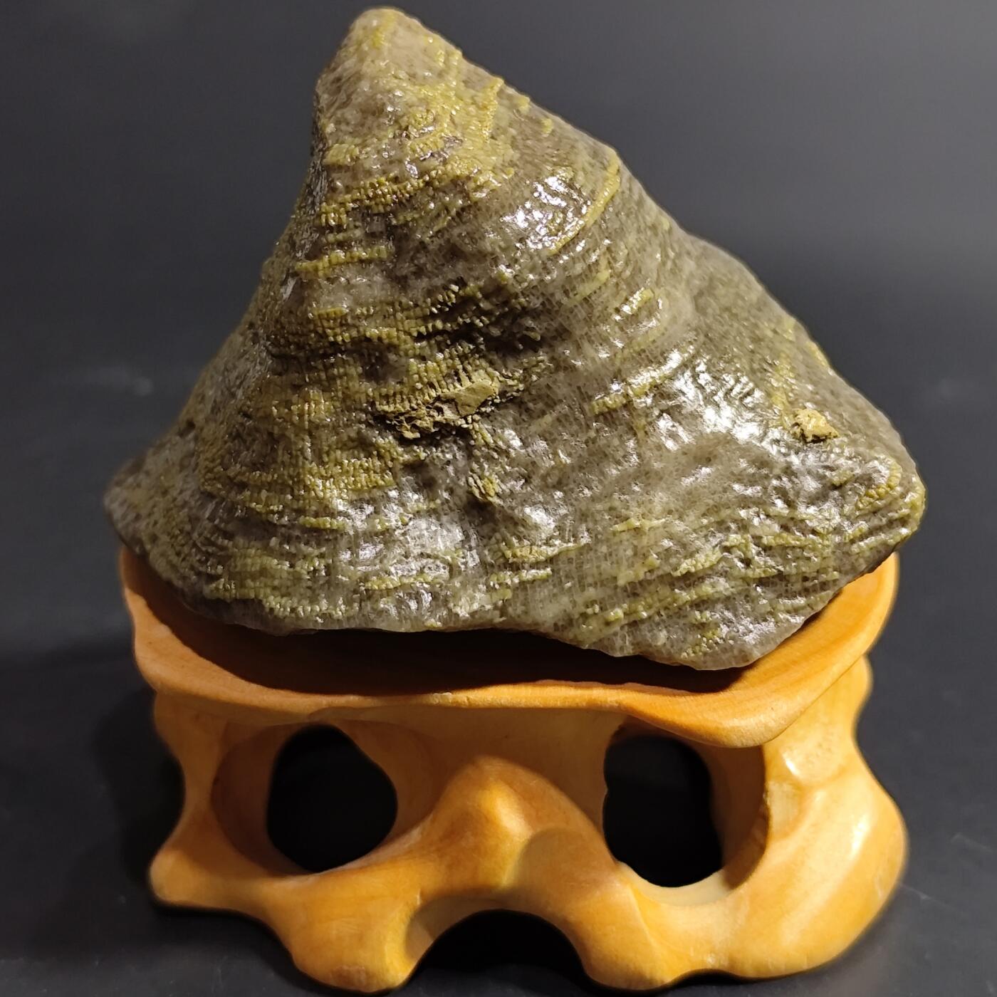 希腊罗马丝路打制币化石【中外钱币放漏】专场！陆小鱼的钱币仓，限时拍卖第080场 4.5亿年前奥陶纪时期海洋古生物化石标本83.9g