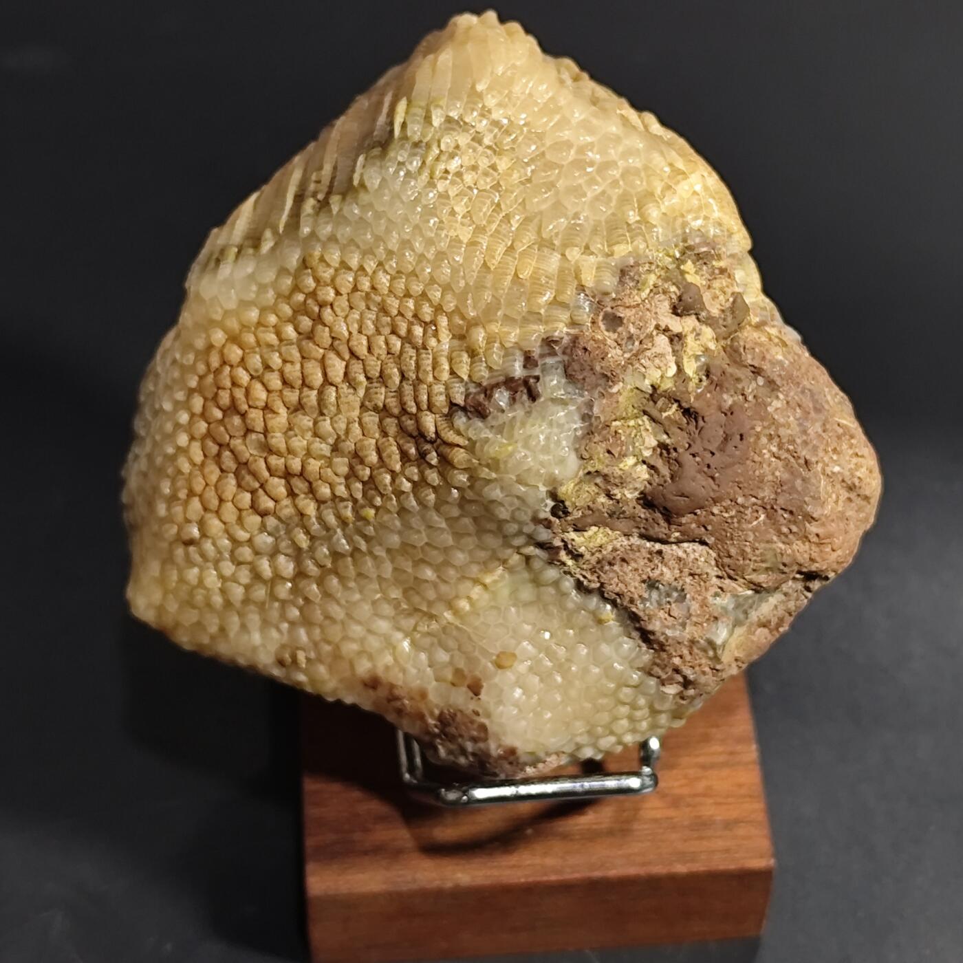 希腊罗马丝路打制币化石【中外钱币放漏】专场！陆小鱼的钱币仓，限时拍卖第080场 层次分明纹路清晰的珊瑚化石 已经完全玉化 4.5亿年前奥陶纪时期海洋古生物化石标本243g