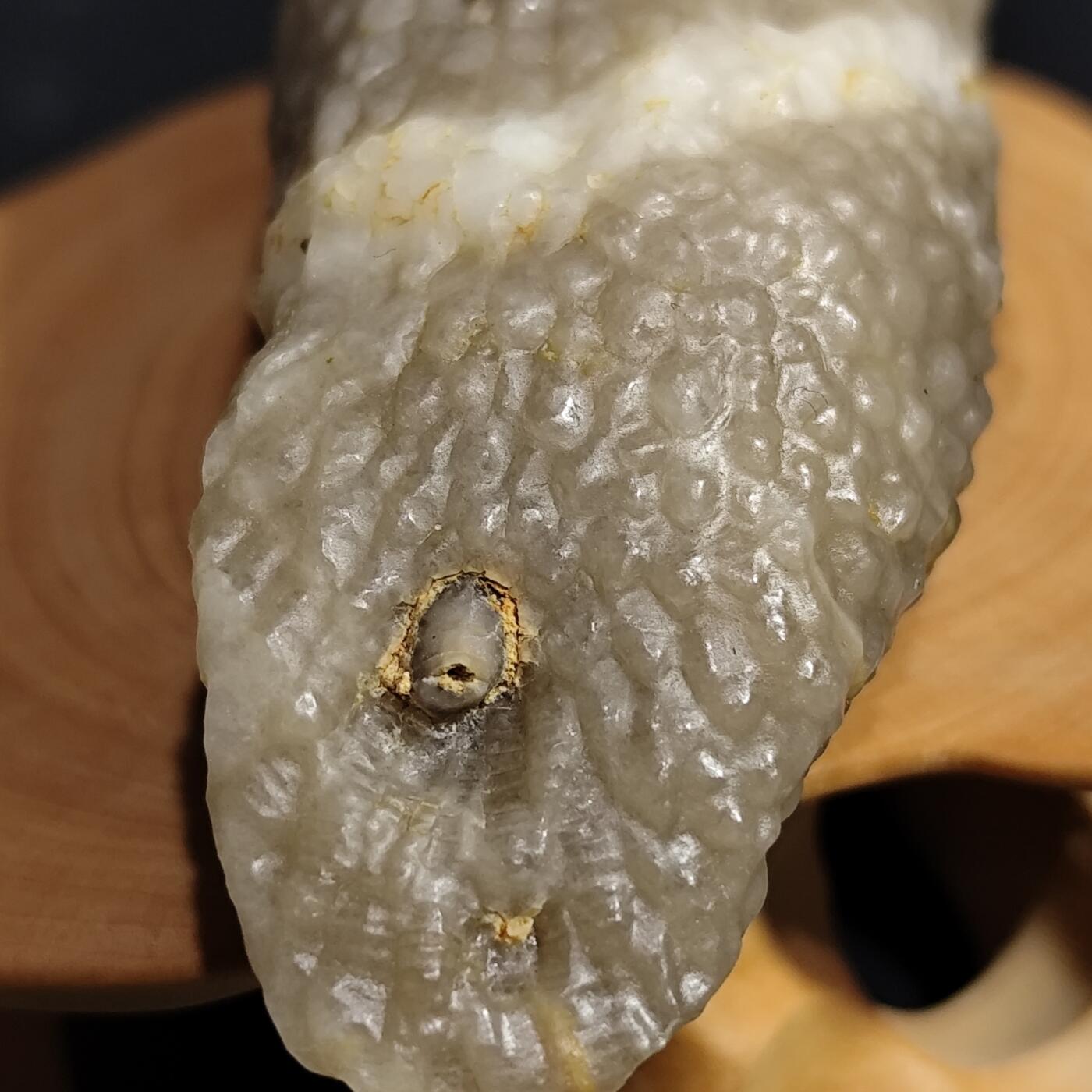 希腊罗马丝路打制币化石【中外钱币放漏】专场！陆小鱼的钱币仓，限时拍卖第080场 4.5亿年前奥陶纪时期海洋古生物化石标本49g