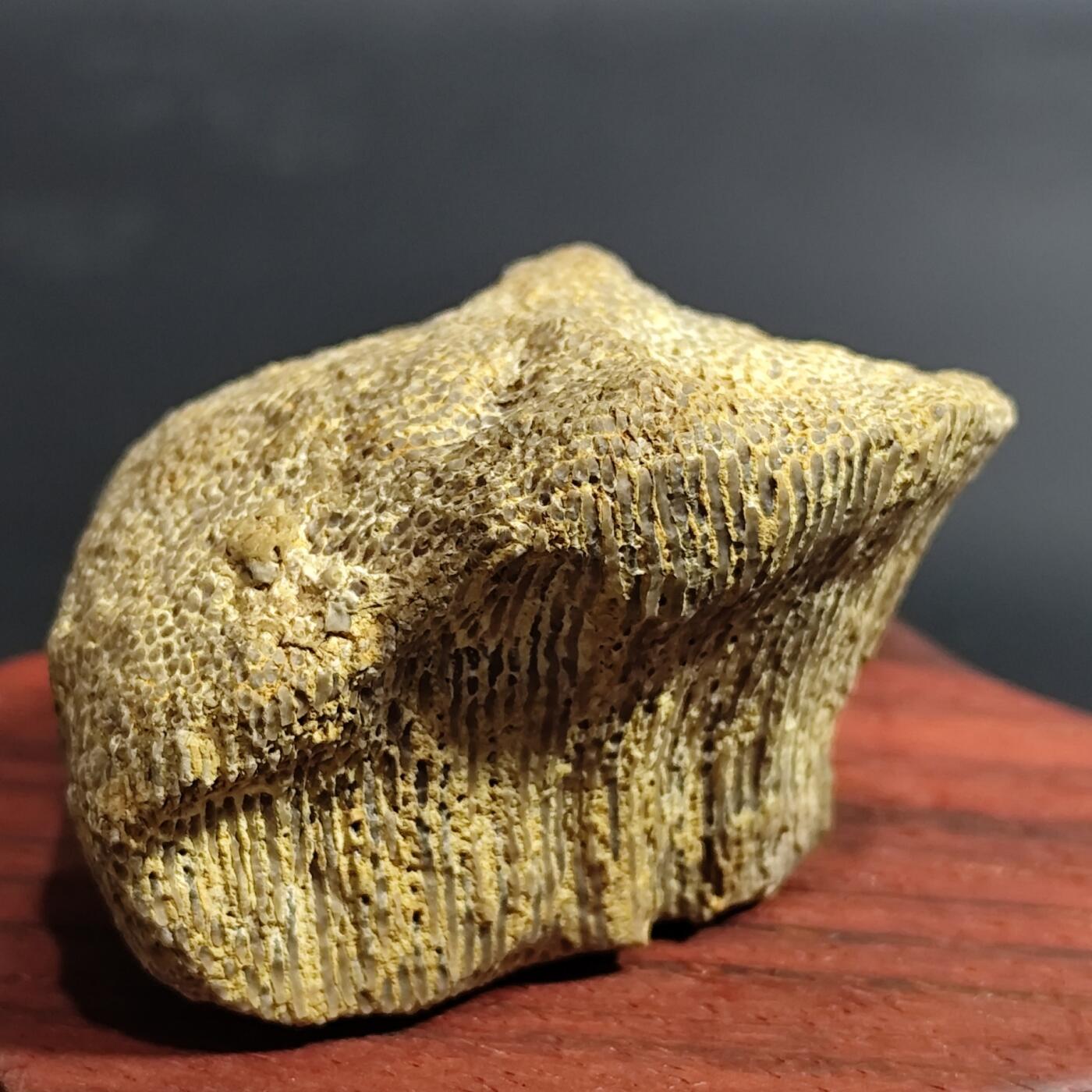 希腊罗马丝路打制币化石【中外钱币放漏】专场！陆小鱼的钱币仓，限时拍卖第080场 4.5亿年前奥陶纪时期海洋古生物化石标本109g