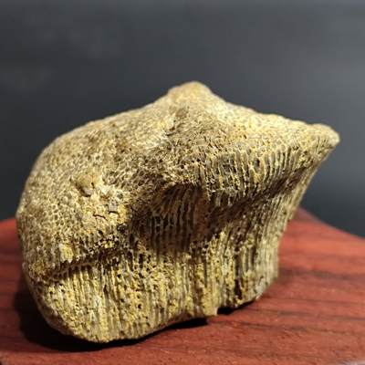 希腊罗马丝路打制币化石【中外钱币放漏】专场！陆小鱼的钱币仓，限时拍卖第080场 - 4.5亿年前奥陶纪时期海洋古生物化石标本109g