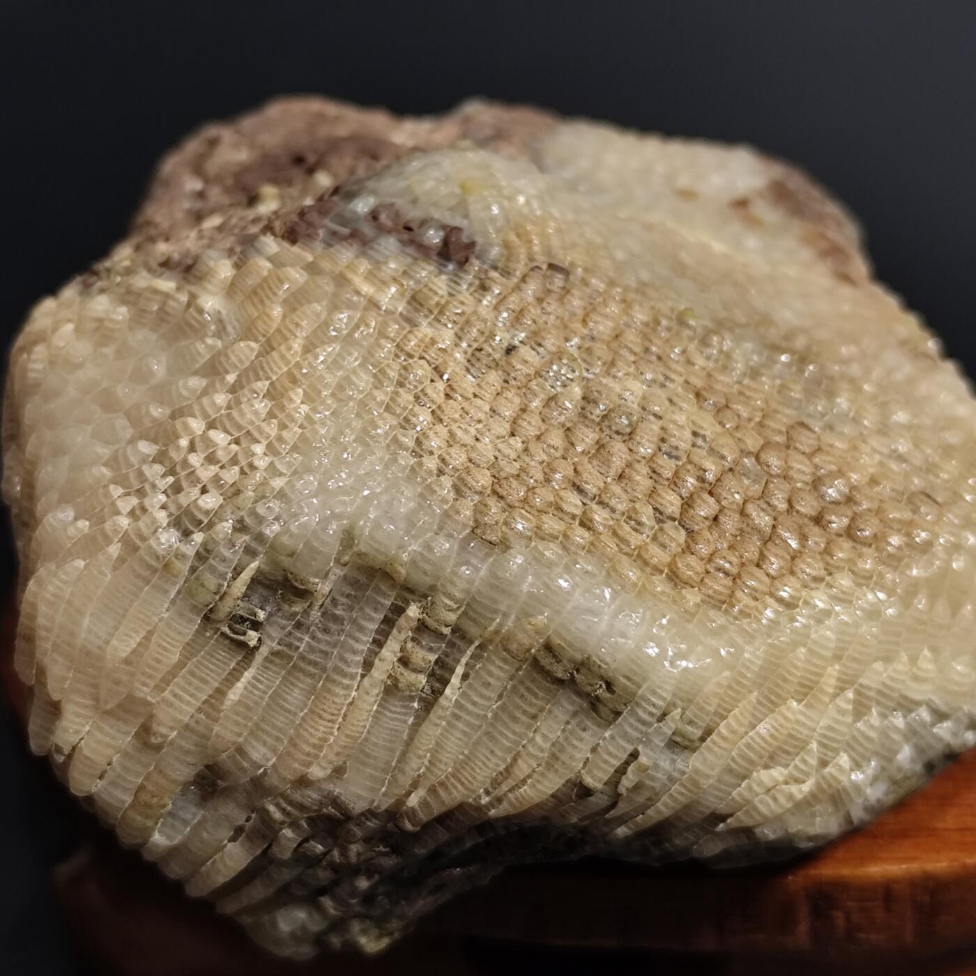 希腊罗马丝路打制币化石【中外钱币放漏】专场！陆小鱼的钱币仓，限时拍卖第080场 层次分明纹路清晰的珊瑚化石 已经完全玉化 4.5亿年前奥陶纪时期海洋古生物化石标本243g