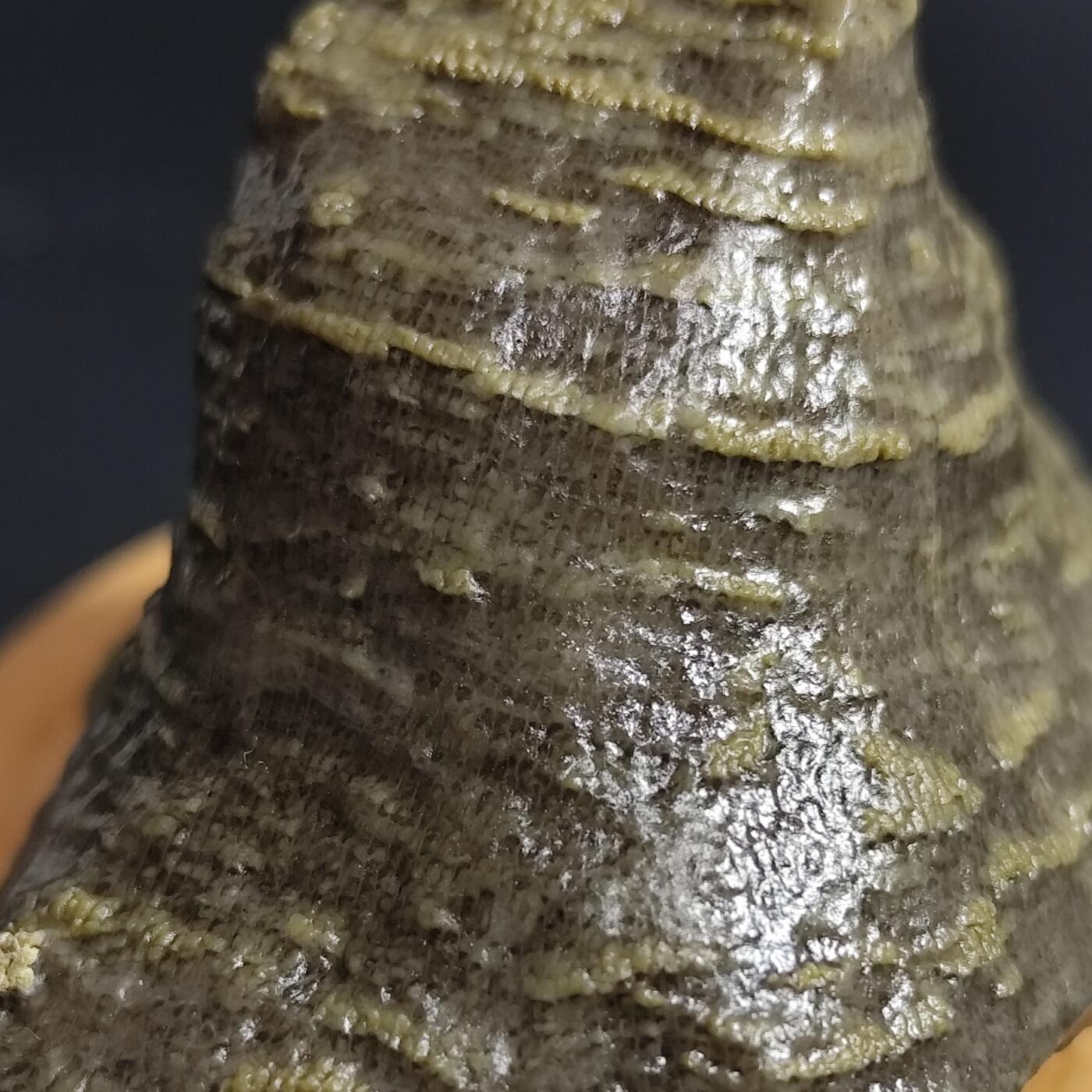 希腊罗马丝路打制币化石【中外钱币放漏】专场！陆小鱼的钱币仓，限时拍卖第080场 4.5亿年前奥陶纪时期海洋古生物化石标本83.9g