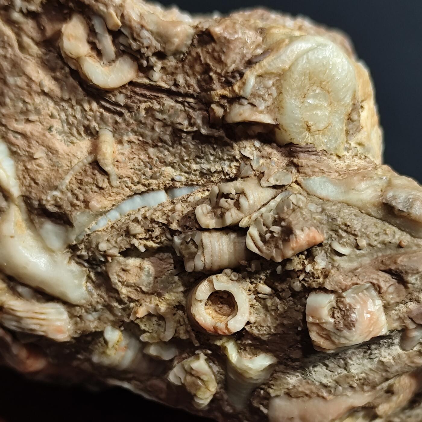 希腊罗马丝路打制币化石【中外钱币放漏】专场！陆小鱼的钱币仓，限时拍卖第080场 4.5亿年前奥陶纪时期海洋古生物化石标本355g