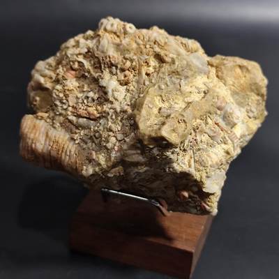 希腊罗马丝路打制币化石【中外钱币放漏】专场！陆小鱼的钱币仓，限时拍卖第080场 - 4.5亿年前奥陶纪时期海洋古生物化石标本278g