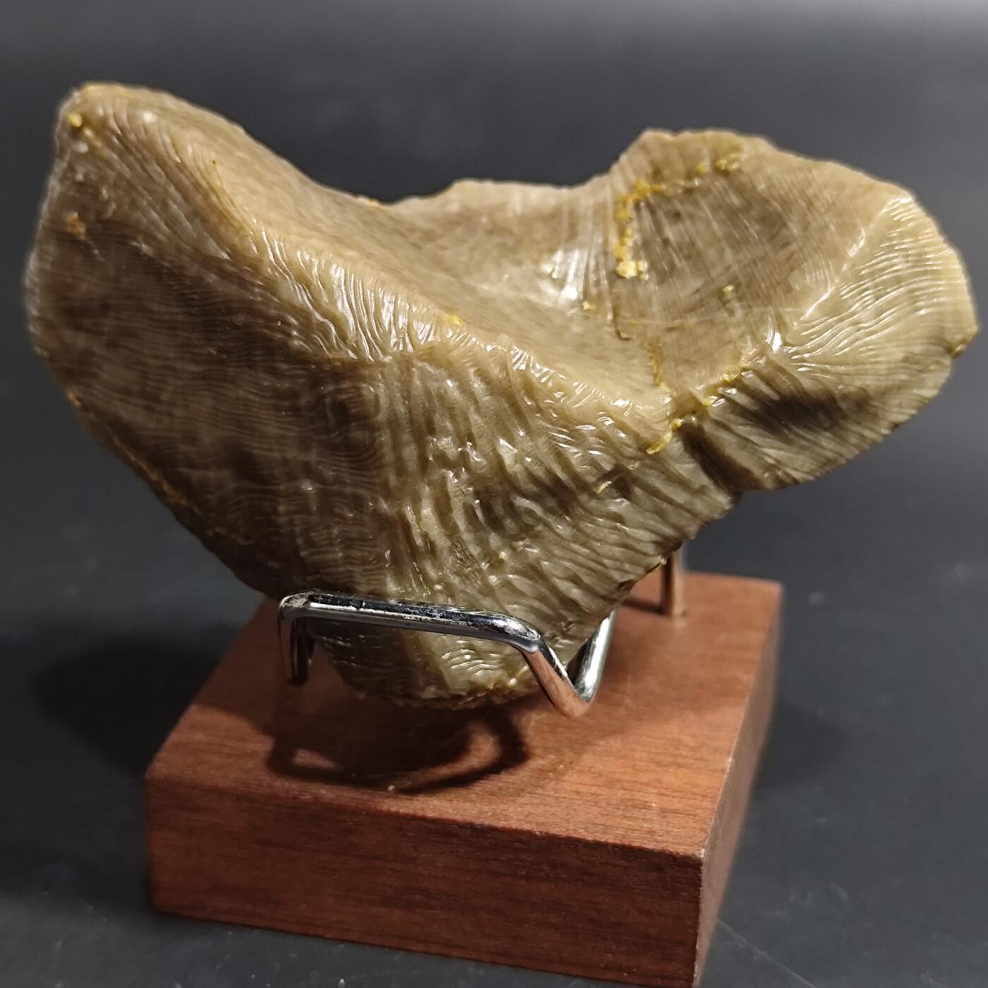 希腊罗马丝路打制币化石【中外钱币放漏】专场！陆小鱼的钱币仓，限时拍卖第080场 4.5亿年前奥陶纪时期海洋古生物化石标本136g