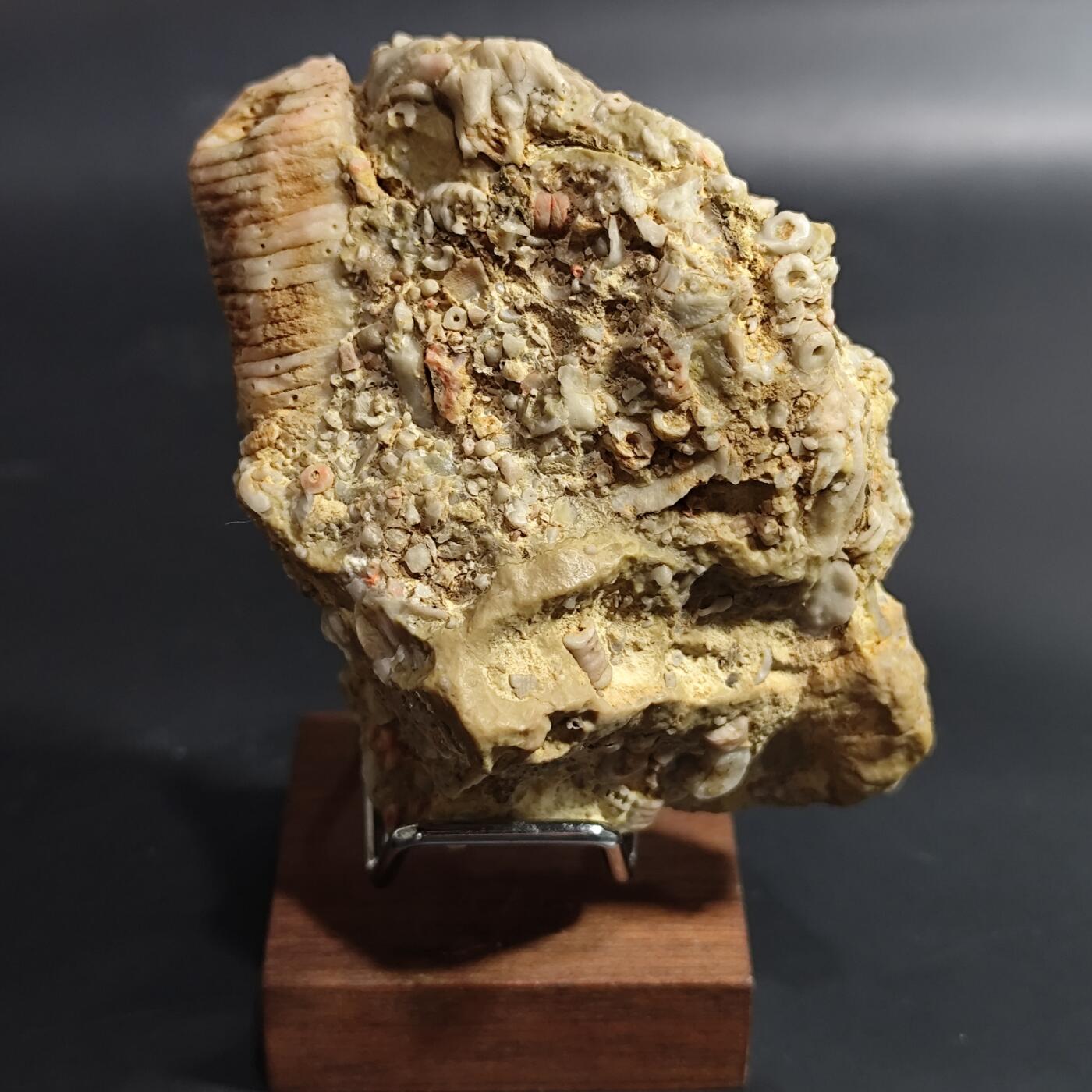 希腊罗马丝路打制币化石【中外钱币放漏】专场！陆小鱼的钱币仓，限时拍卖第080场 4.5亿年前奥陶纪时期海洋古生物化石标本278g