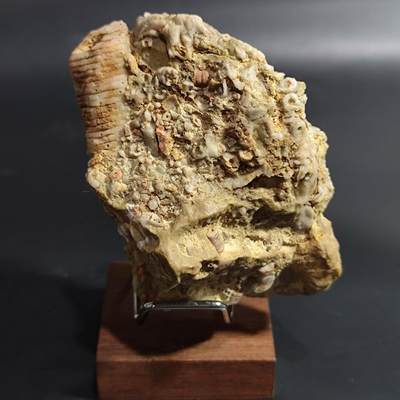 希腊罗马丝路打制币化石【中外钱币放漏】专场！陆小鱼的钱币仓，限时拍卖第080场 - 海洋生物化石群板化石 多种海洋生物集合 有一个超粗红色海百合化石 4.5亿年前奥陶纪时期海洋古生物化石标本278g