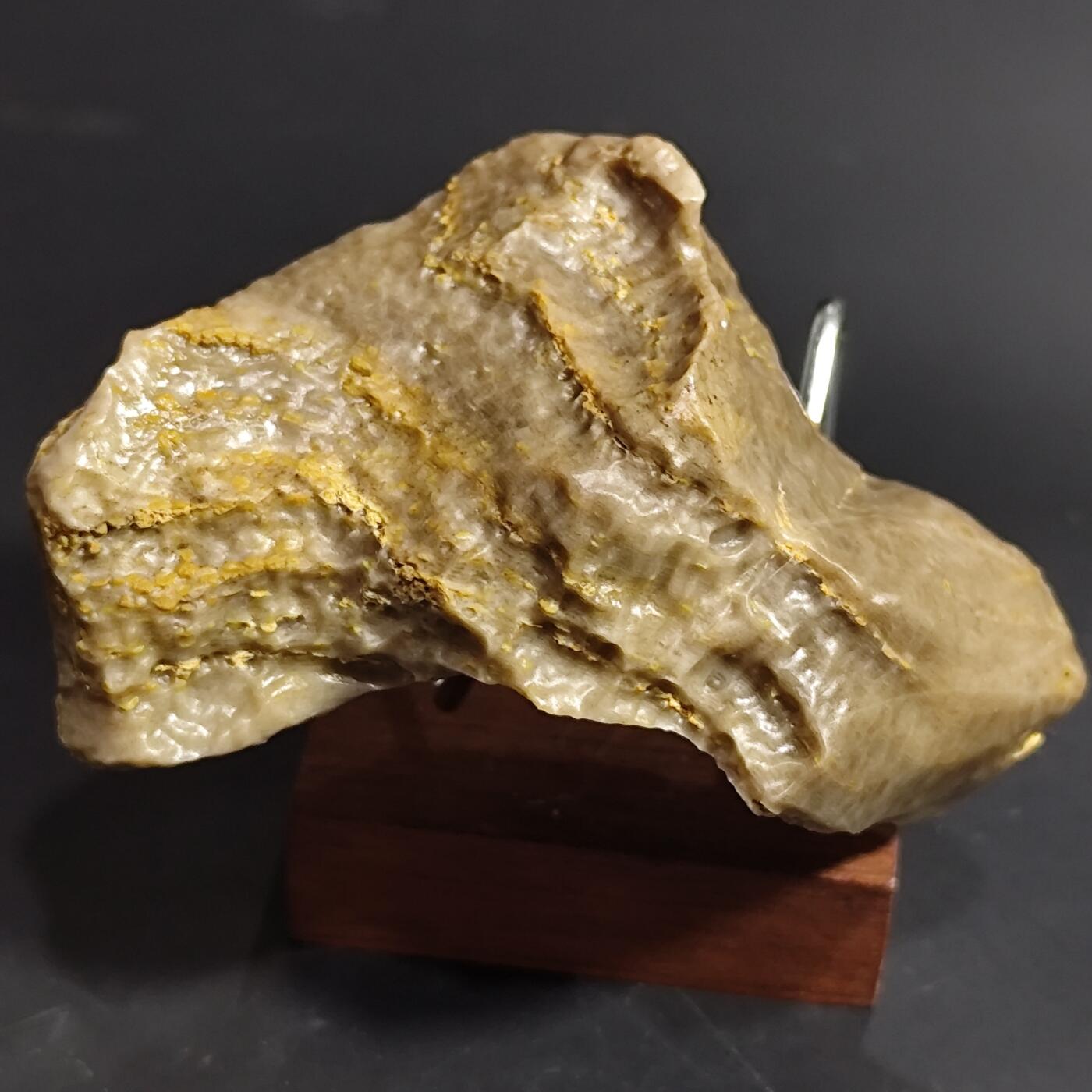 希腊罗马丝路打制币化石【中外钱币放漏】专场！陆小鱼的钱币仓，限时拍卖第080场 4.5亿年前奥陶纪时期海洋古生物化石标本136g