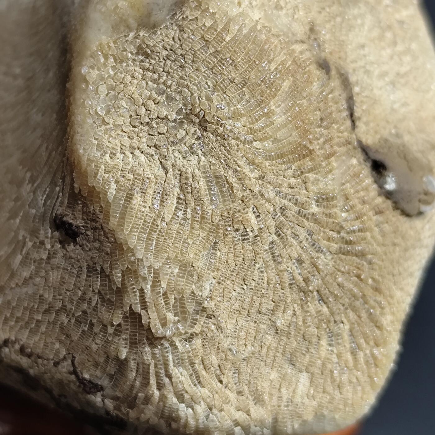 希腊罗马丝路打制币化石【中外钱币放漏】专场！陆小鱼的钱币仓，限时拍卖第080场 4.5亿年前奥陶纪时期海洋古生物化石标本600g