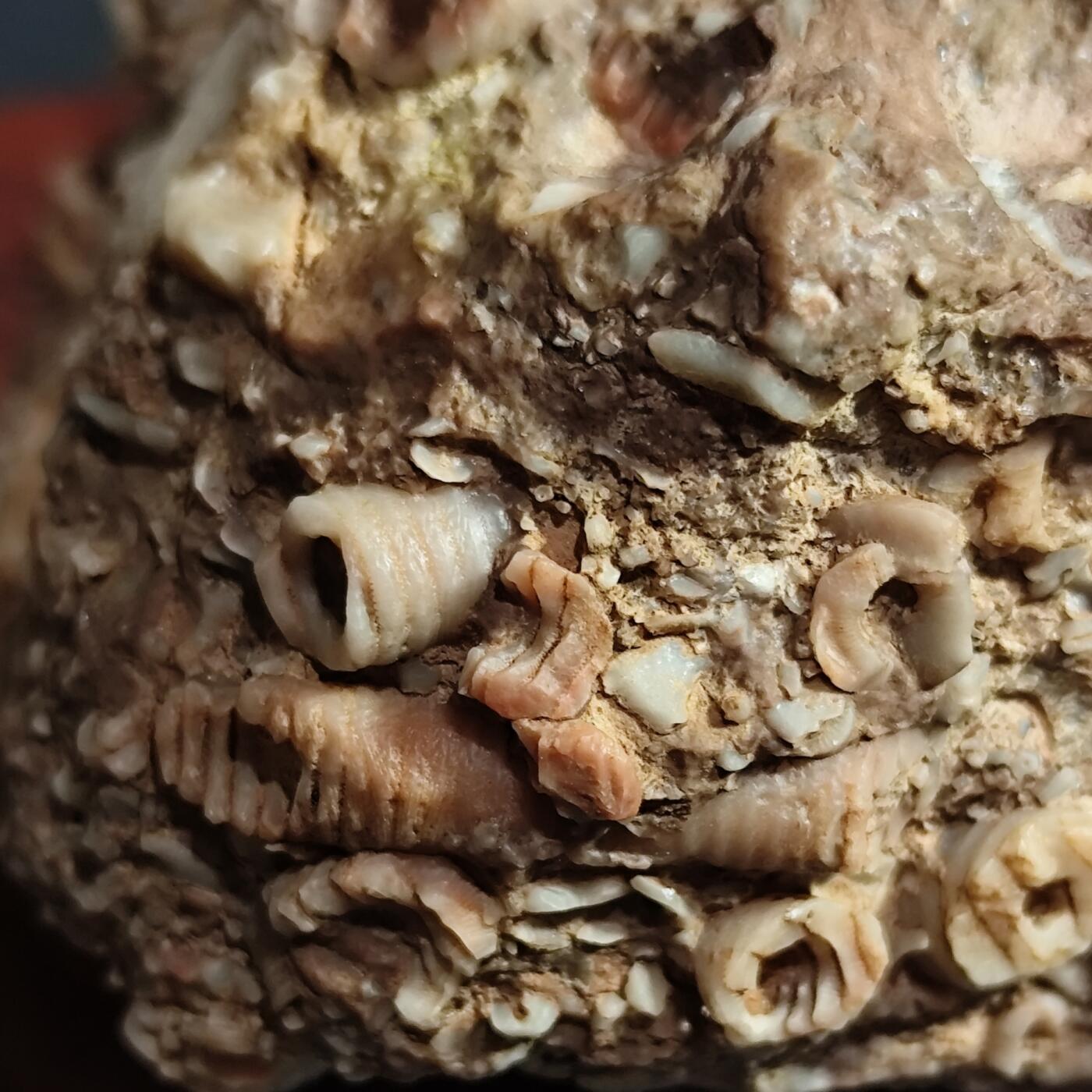 希腊罗马丝路打制币化石【中外钱币放漏】专场！陆小鱼的钱币仓，限时拍卖第080场 4.5亿年前奥陶纪时期海洋古生物化石标本355g